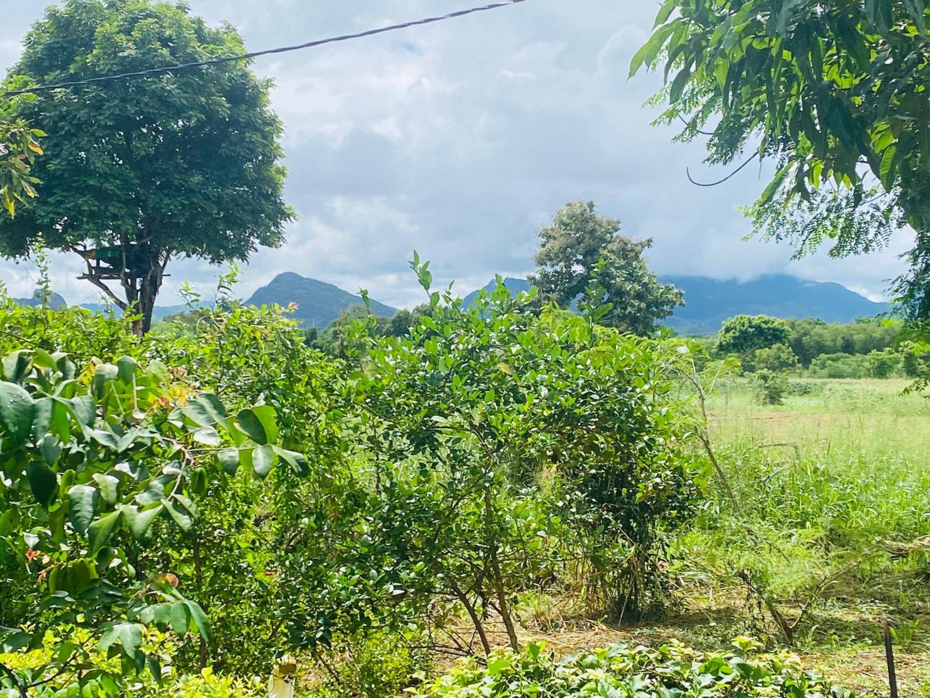 Fairview Dill homestay
