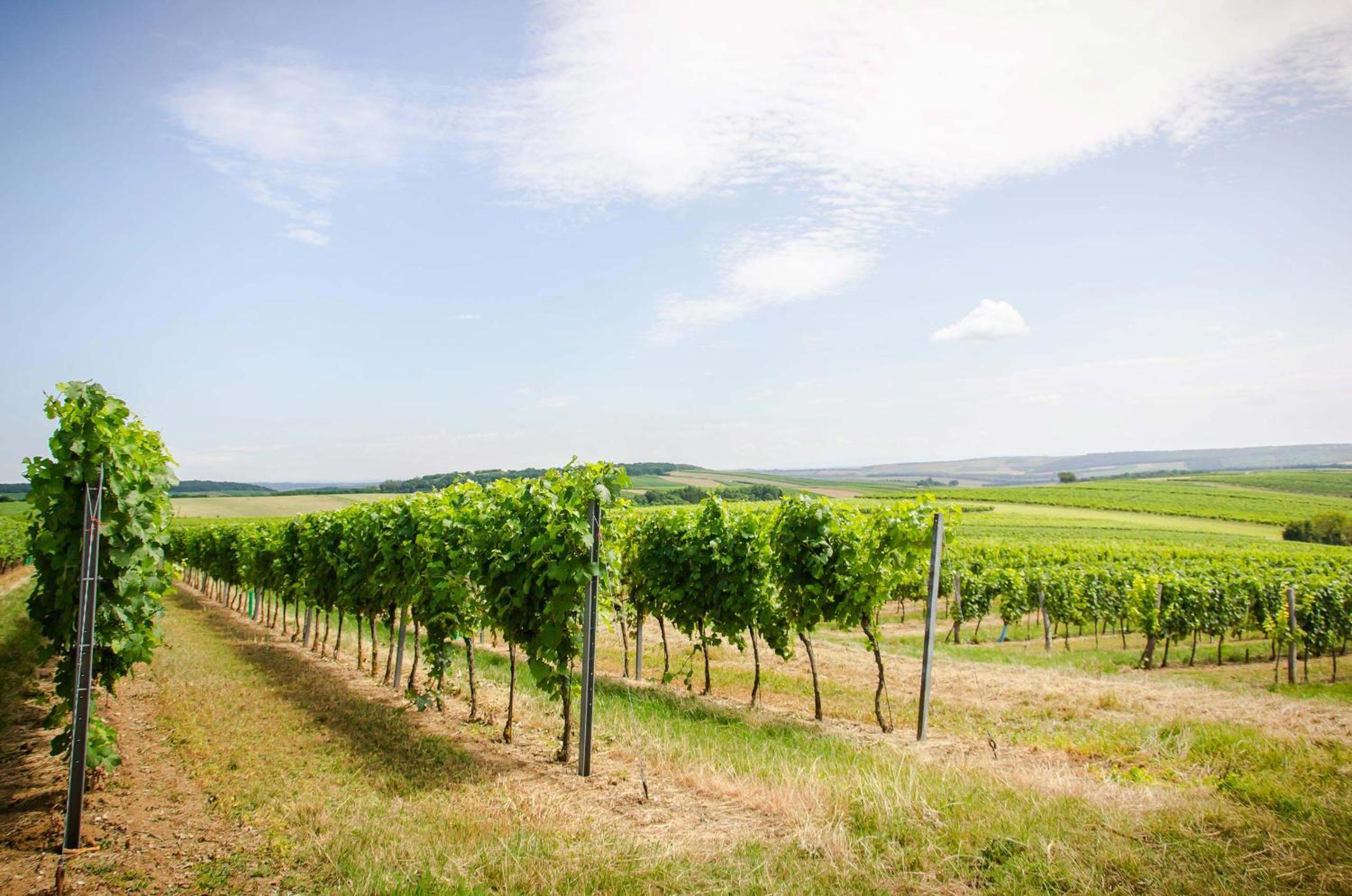 Weingut Stadler