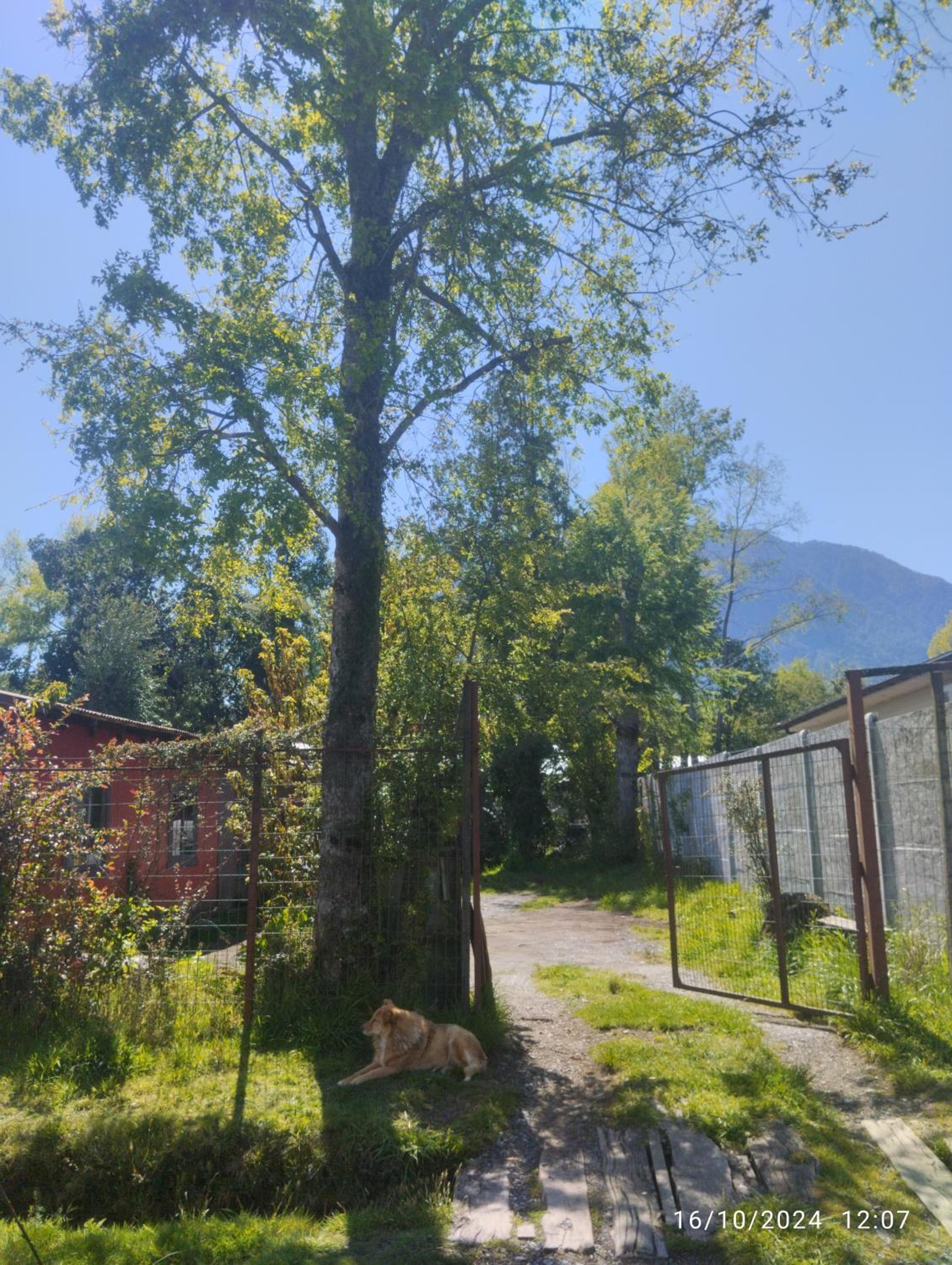 Suite doble Coñaripe
