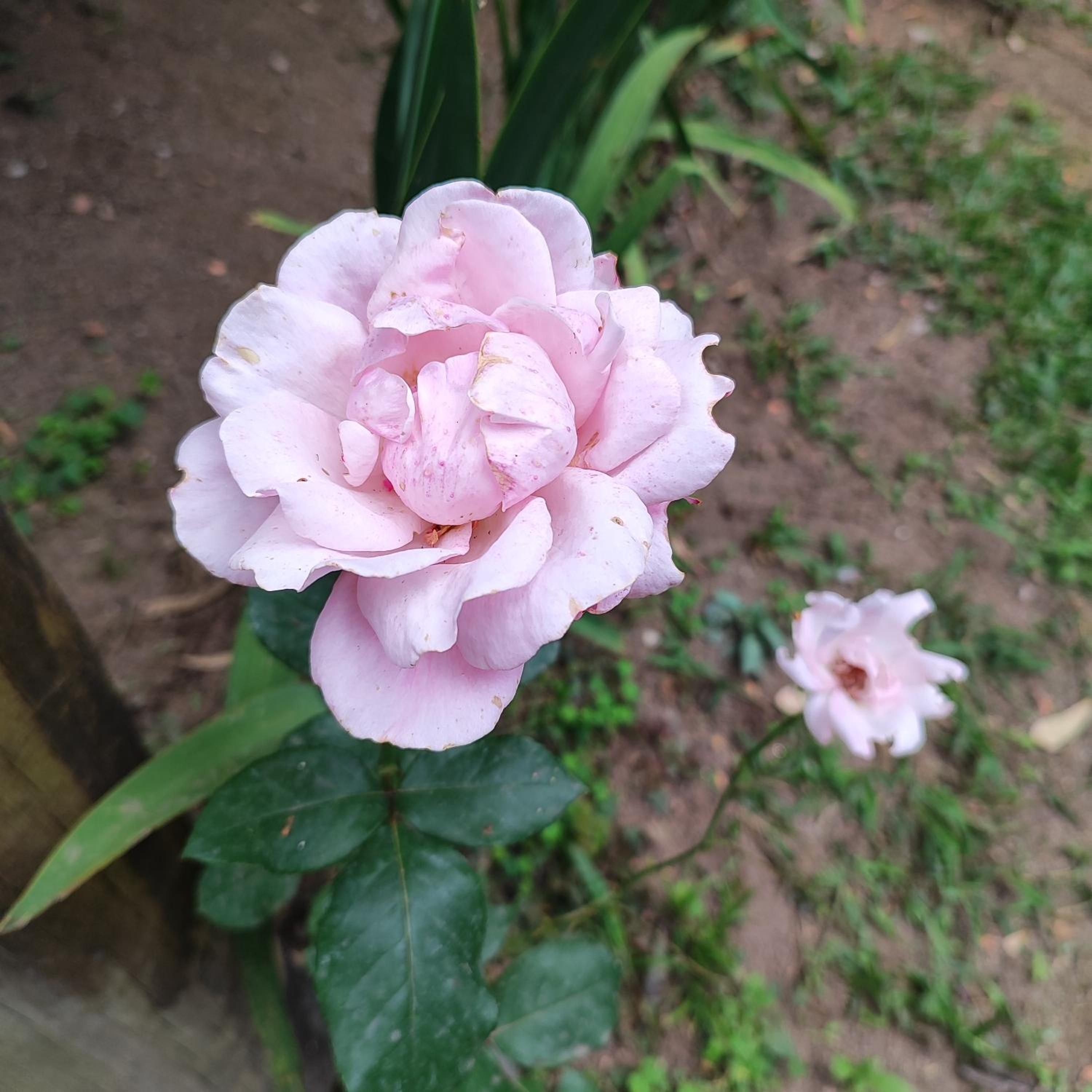 Chalé beija flor