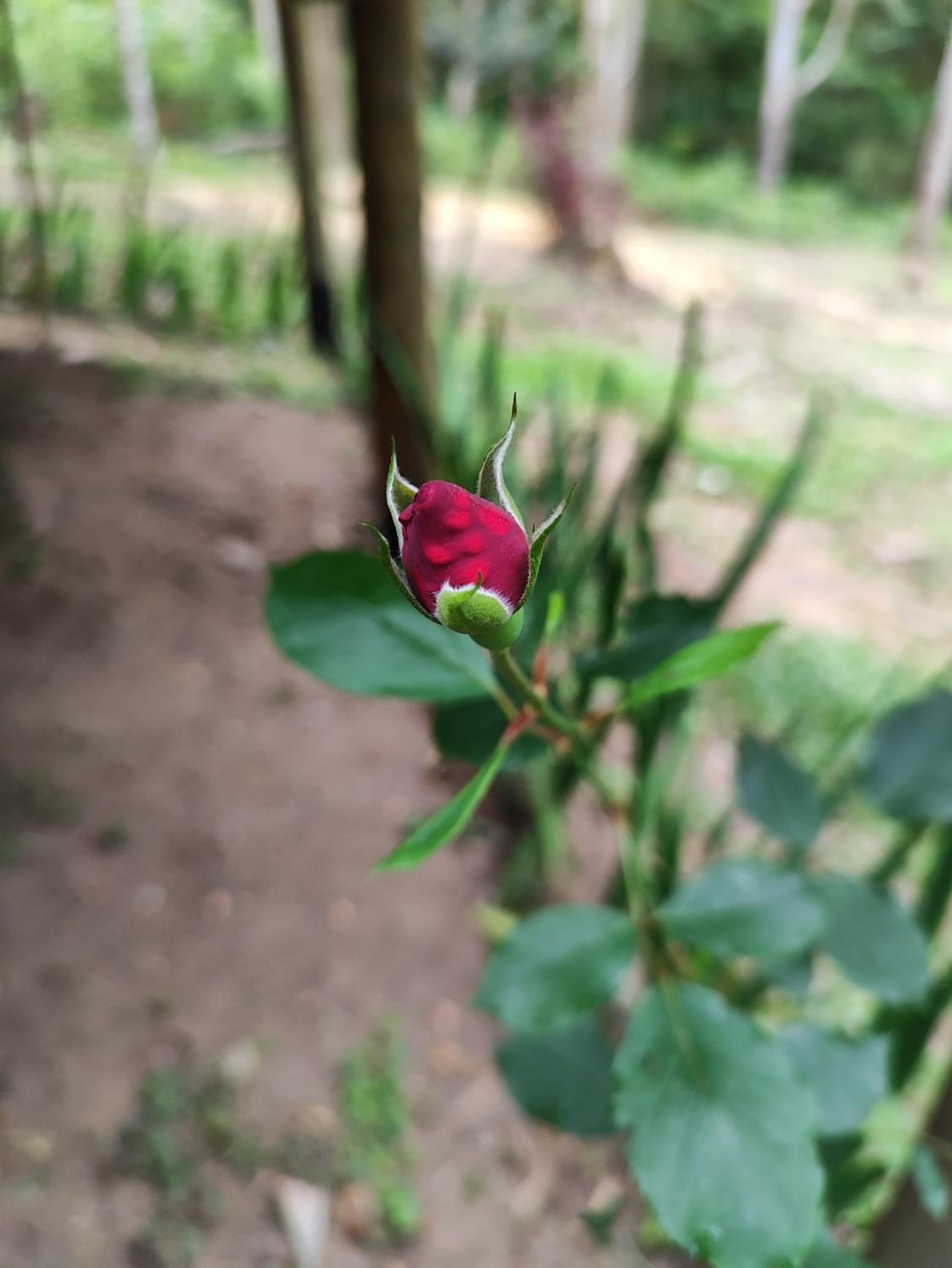 Chalé beija flor