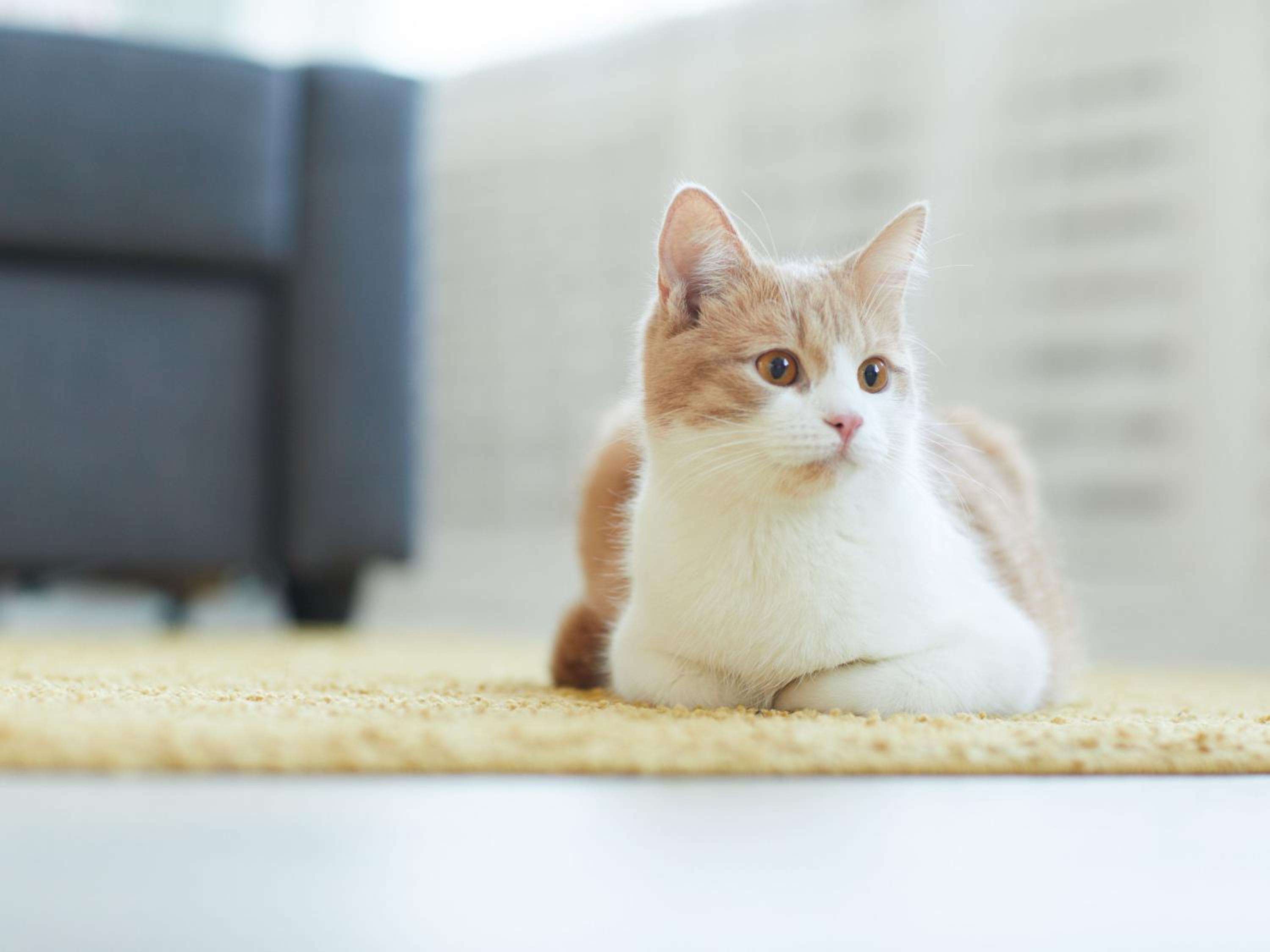 Apartamentos Boutique Granada Albaicín 3000