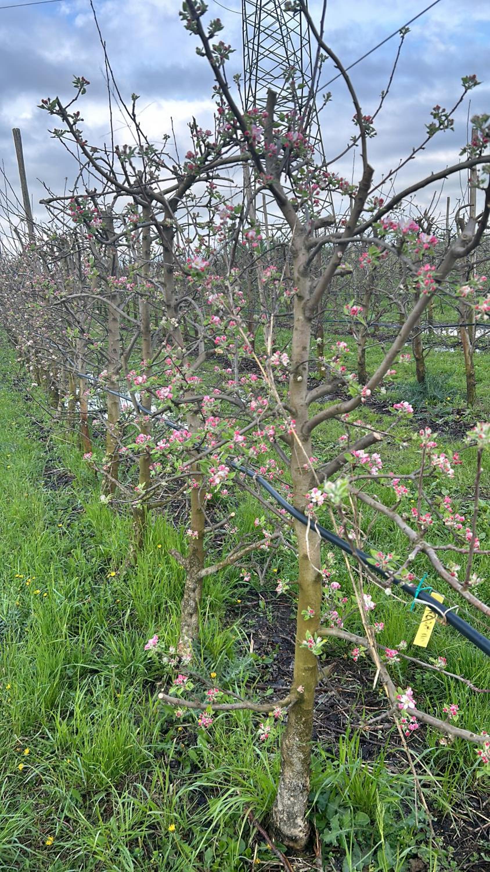 agriturismo zibramonda