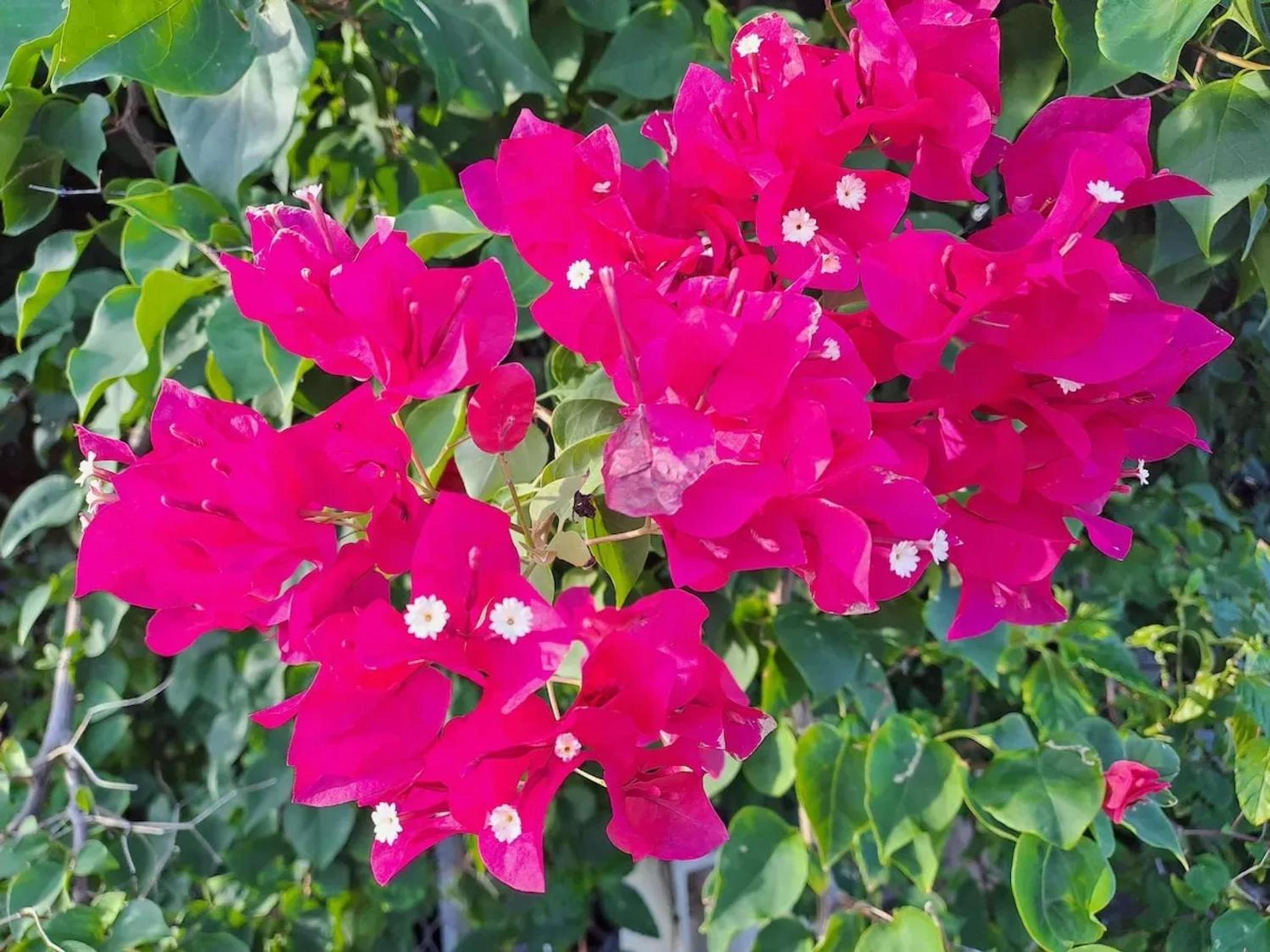 Photo 40