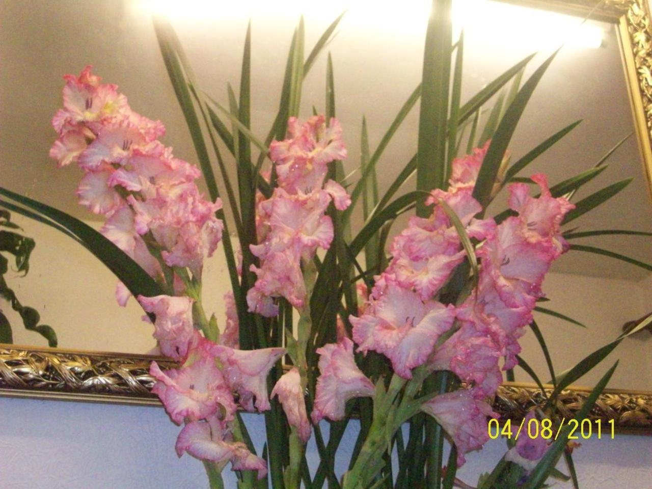 Photo 33