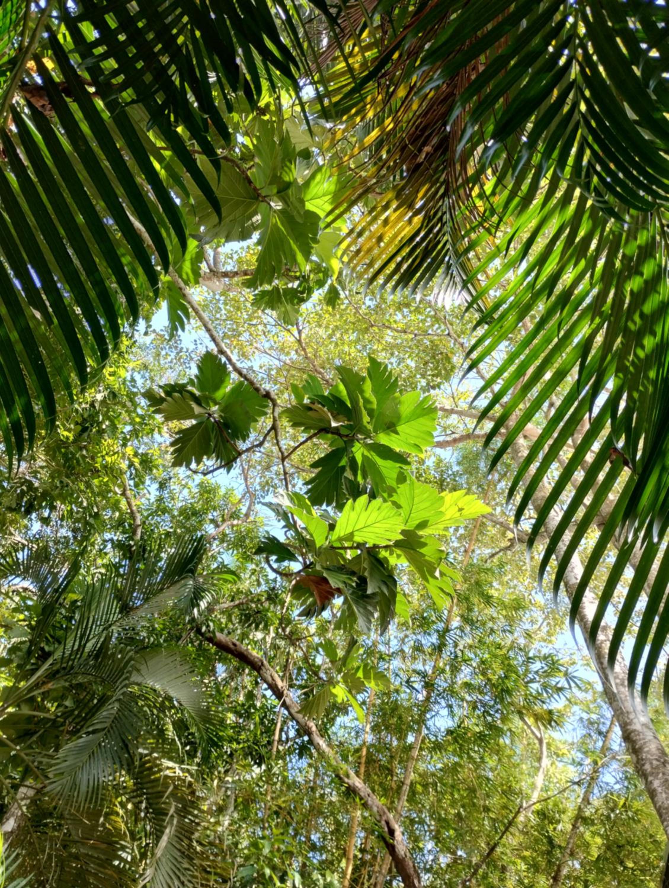 Casajungla Hostel