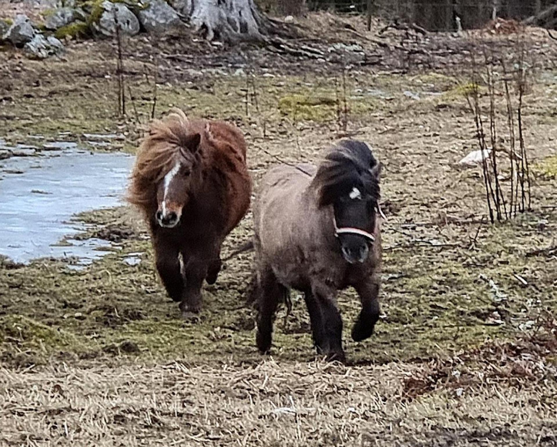 LillStugan på Örsgänge Delsbo