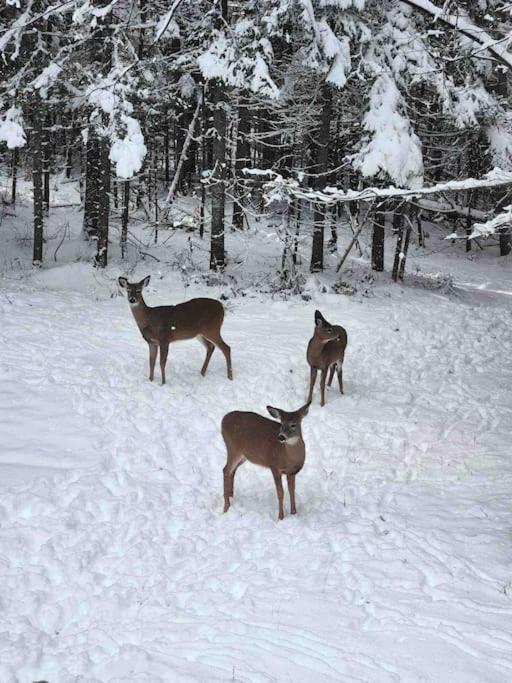 Le Gordon cottage - Escapade en nature avec spa!