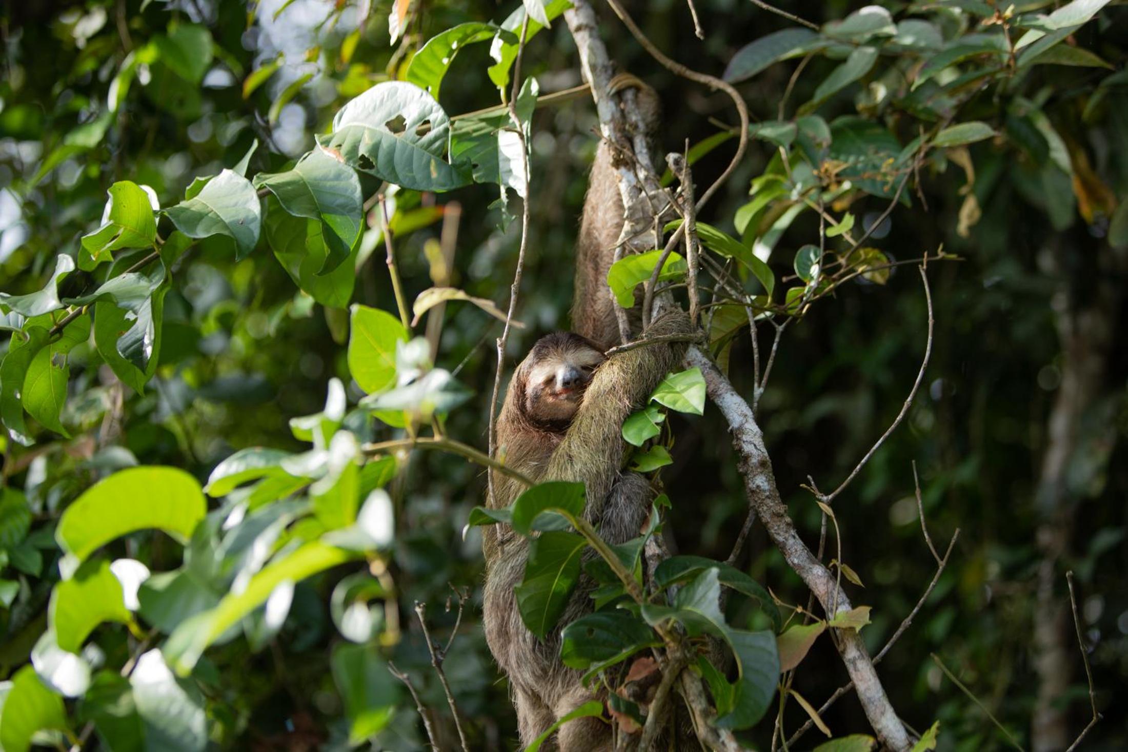 Costa Rica Caribbean Coast Vacations - Evergreen Lodge - Property Image 15