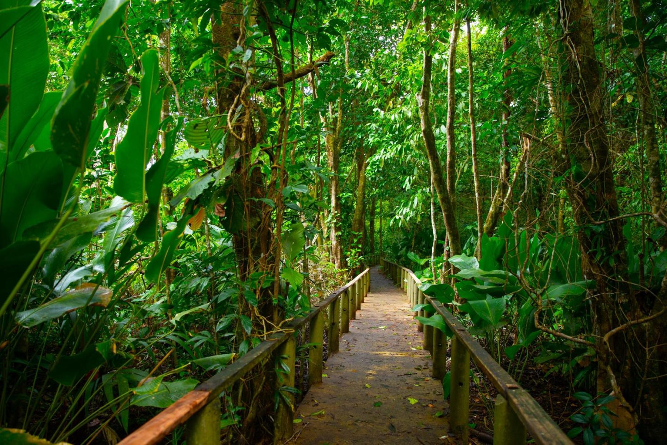 Costa Rica Caribbean Coast Vacations - Evergreen Lodge - Property Image 12