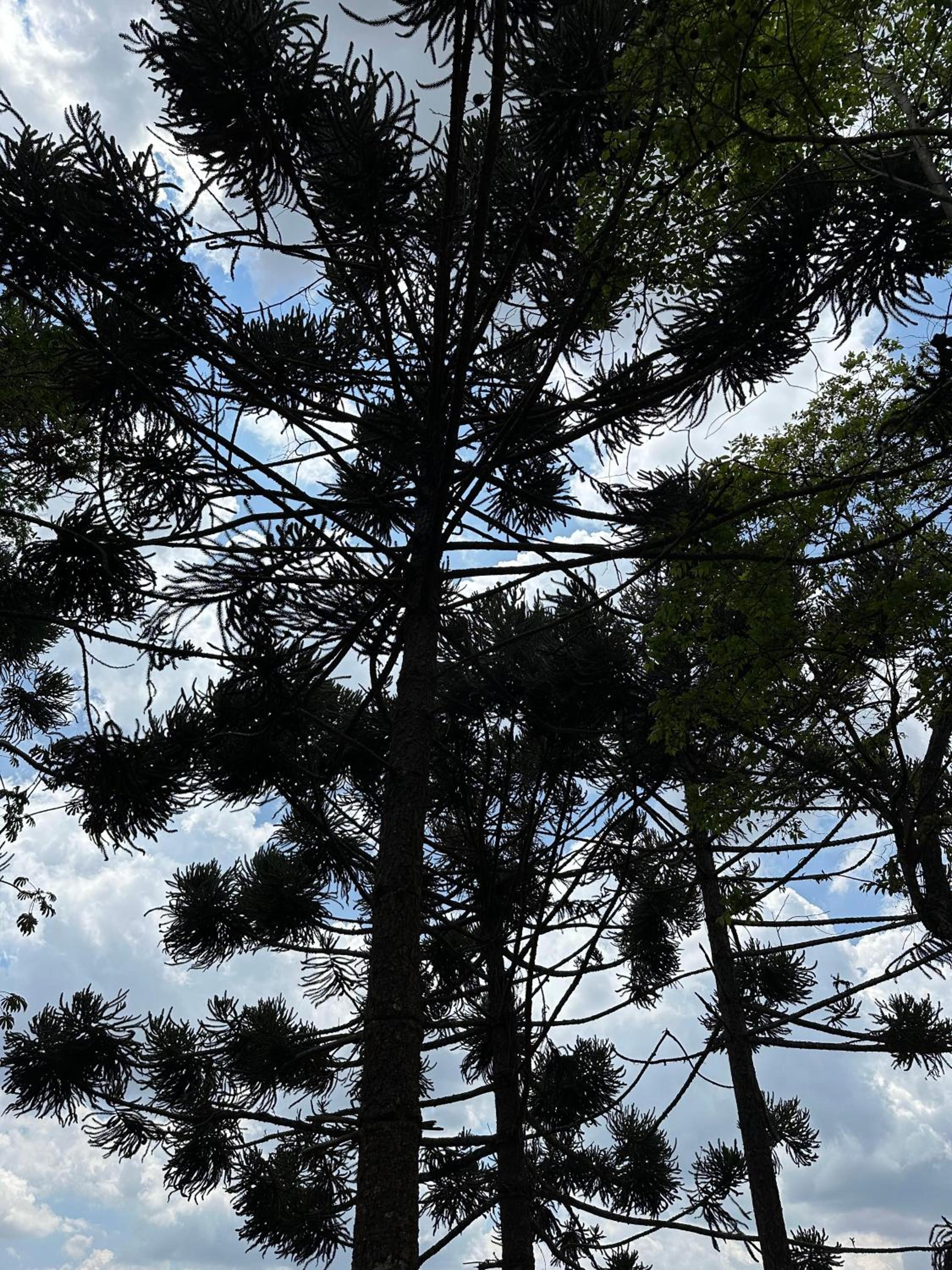 Bendito Refúgio - na natureza de Tiradentes