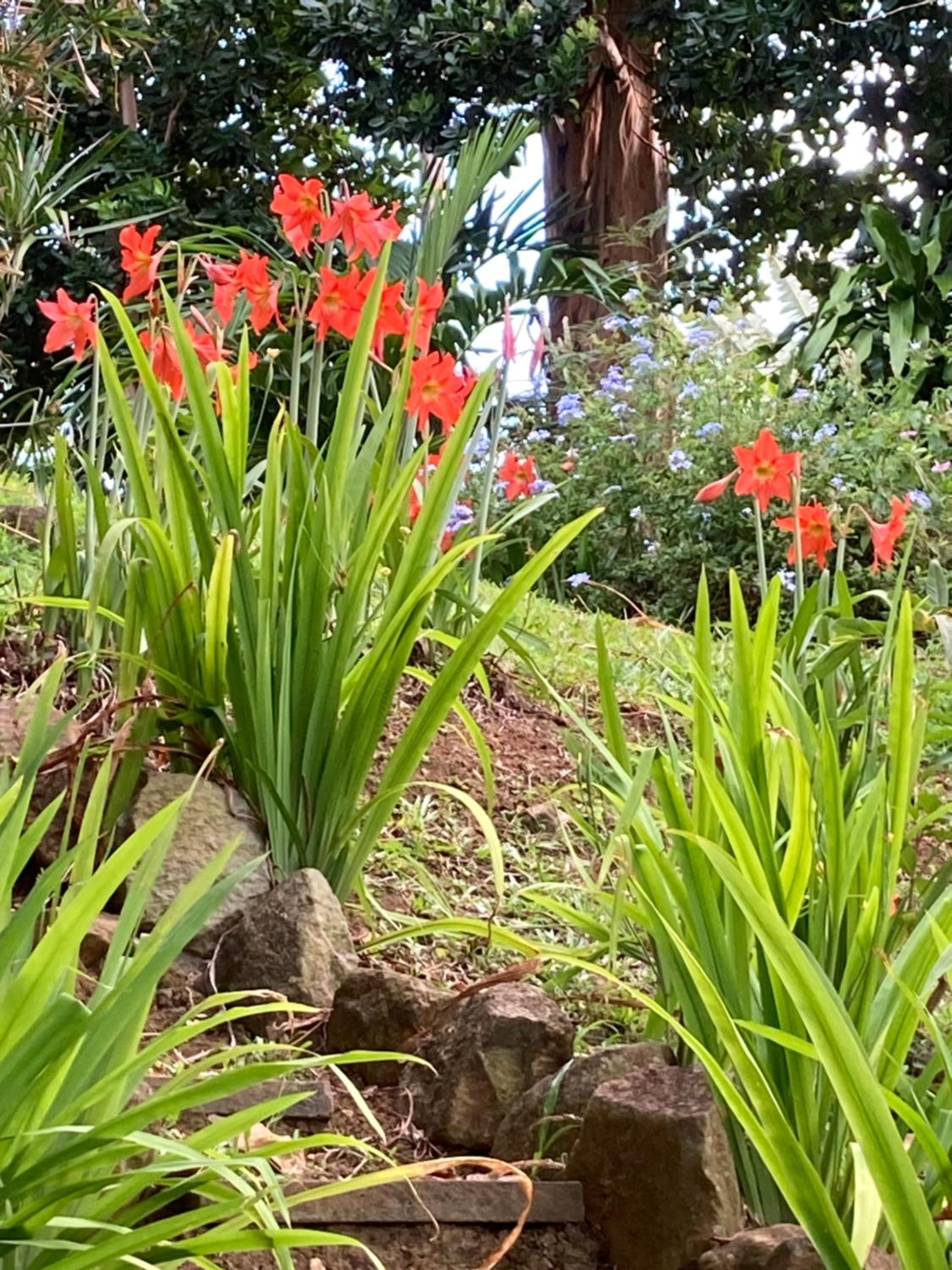 La Siguine