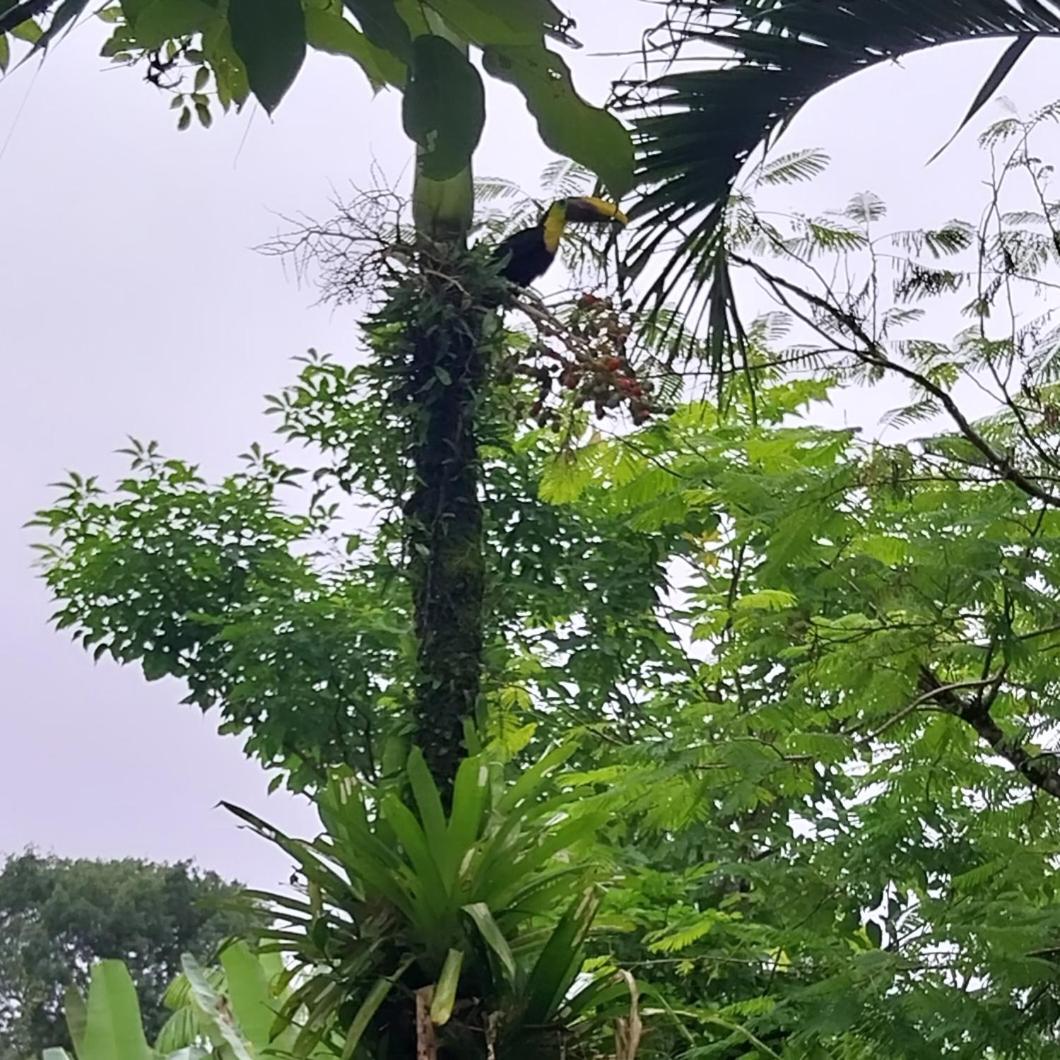 Flor de bambú