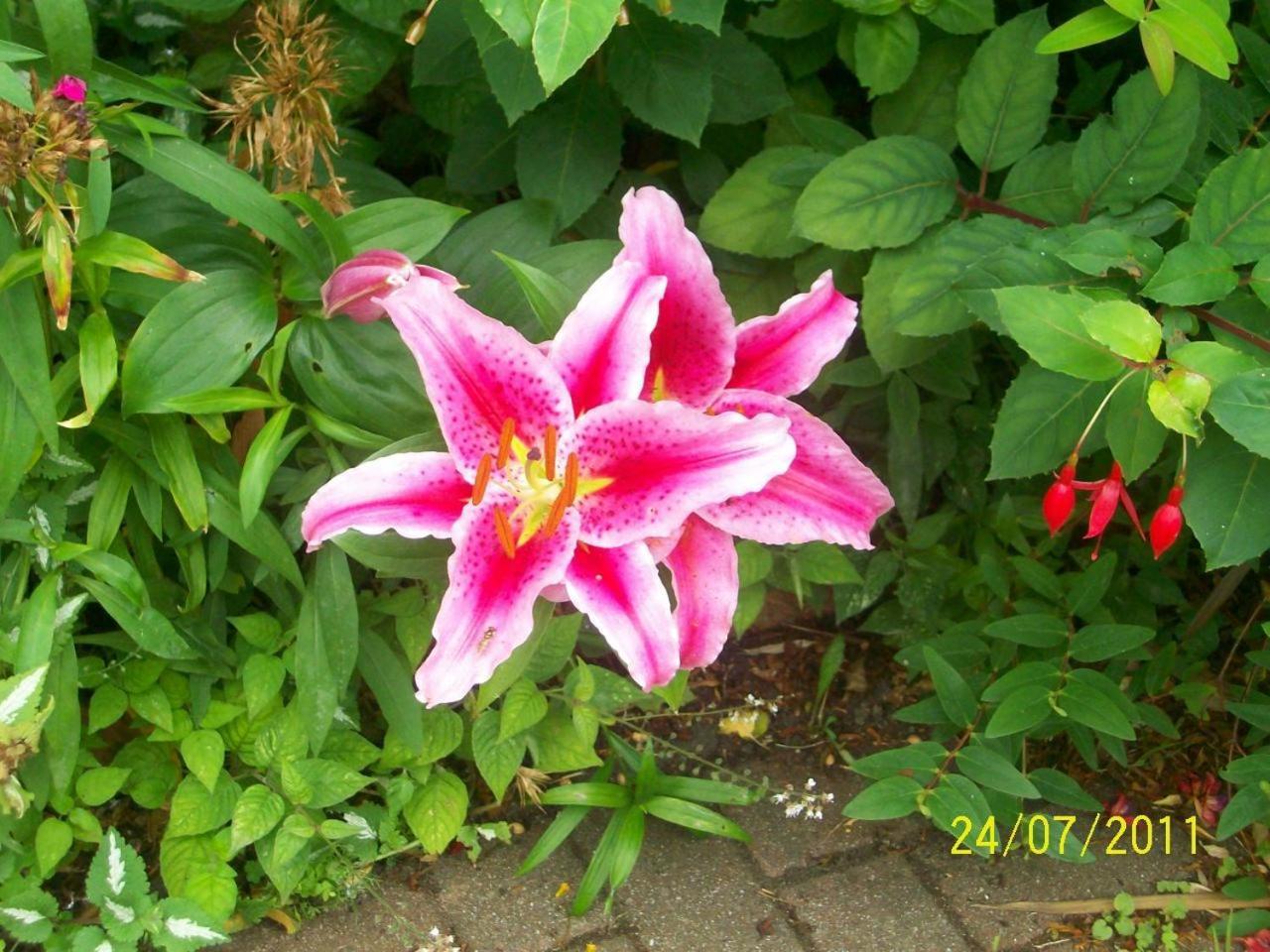 Photo 29
