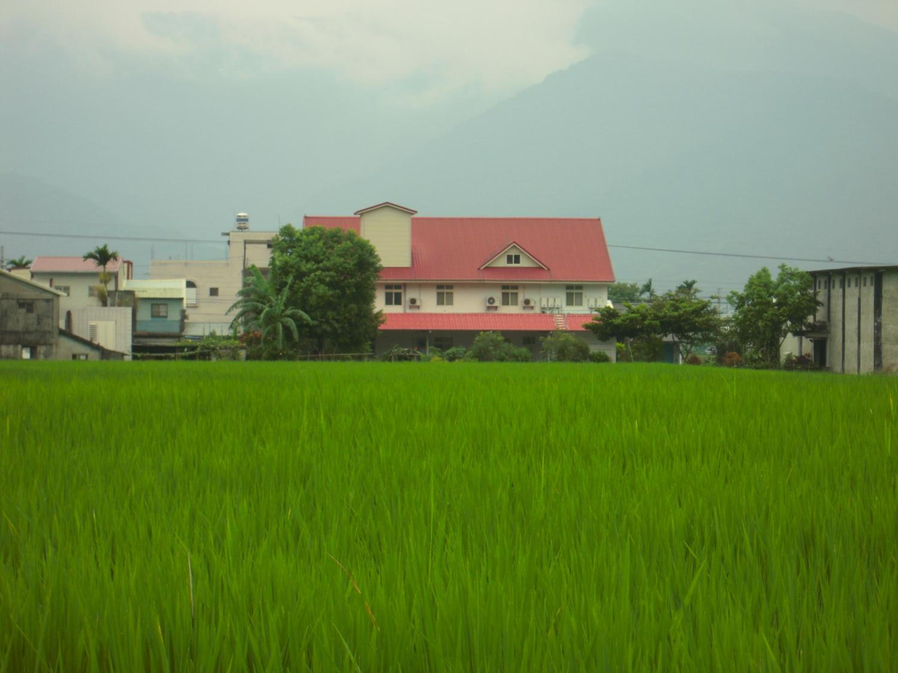 Golden flower Homestay view 3