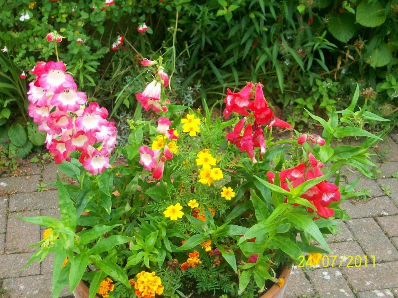 Photo 44
