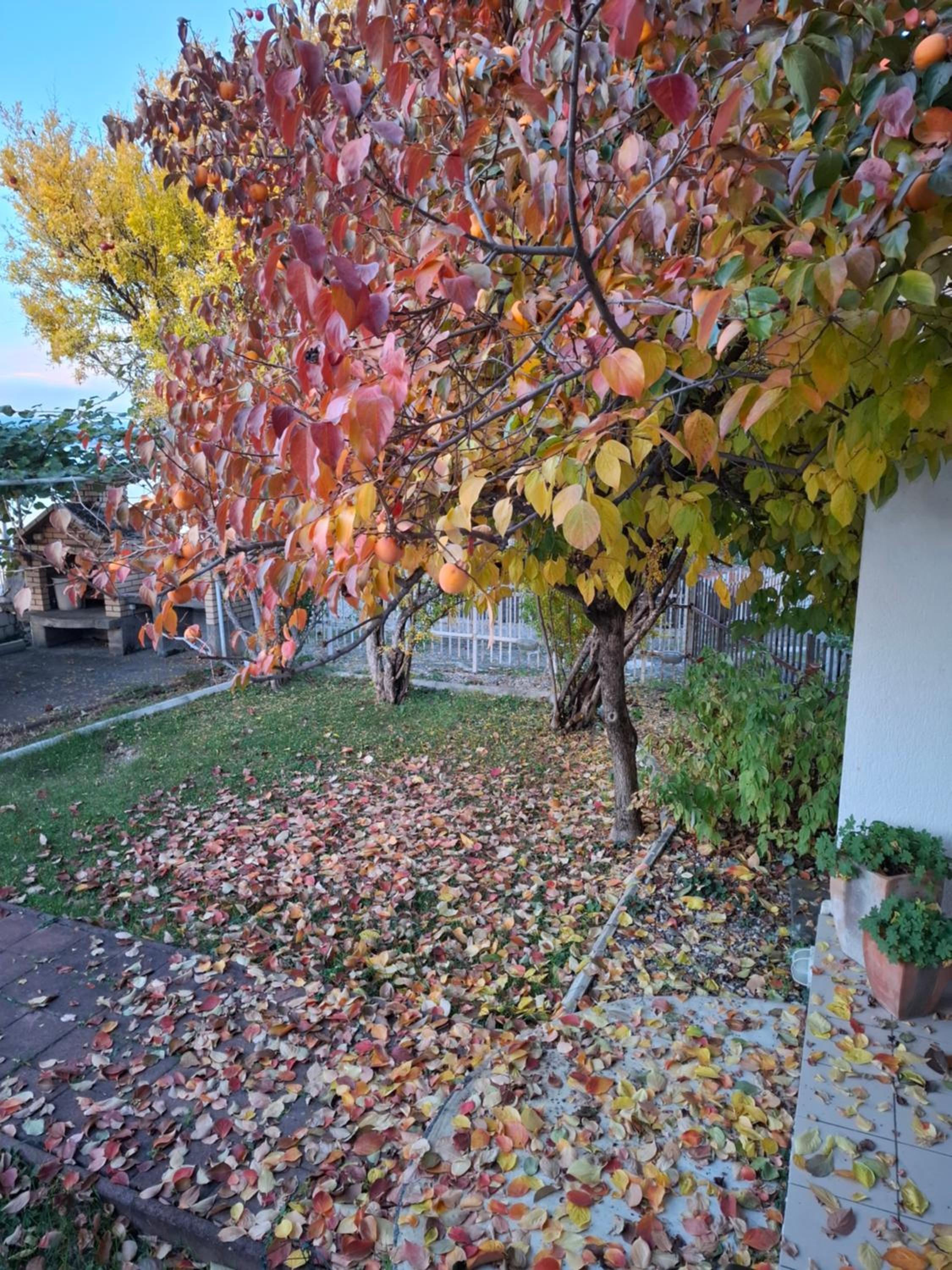 Photo 48