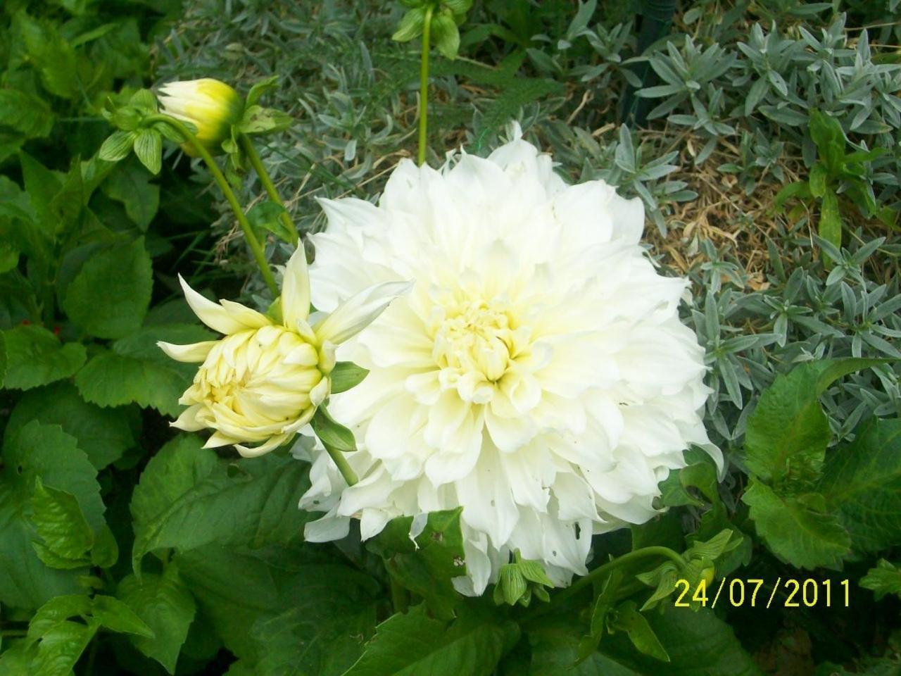 Photo 42