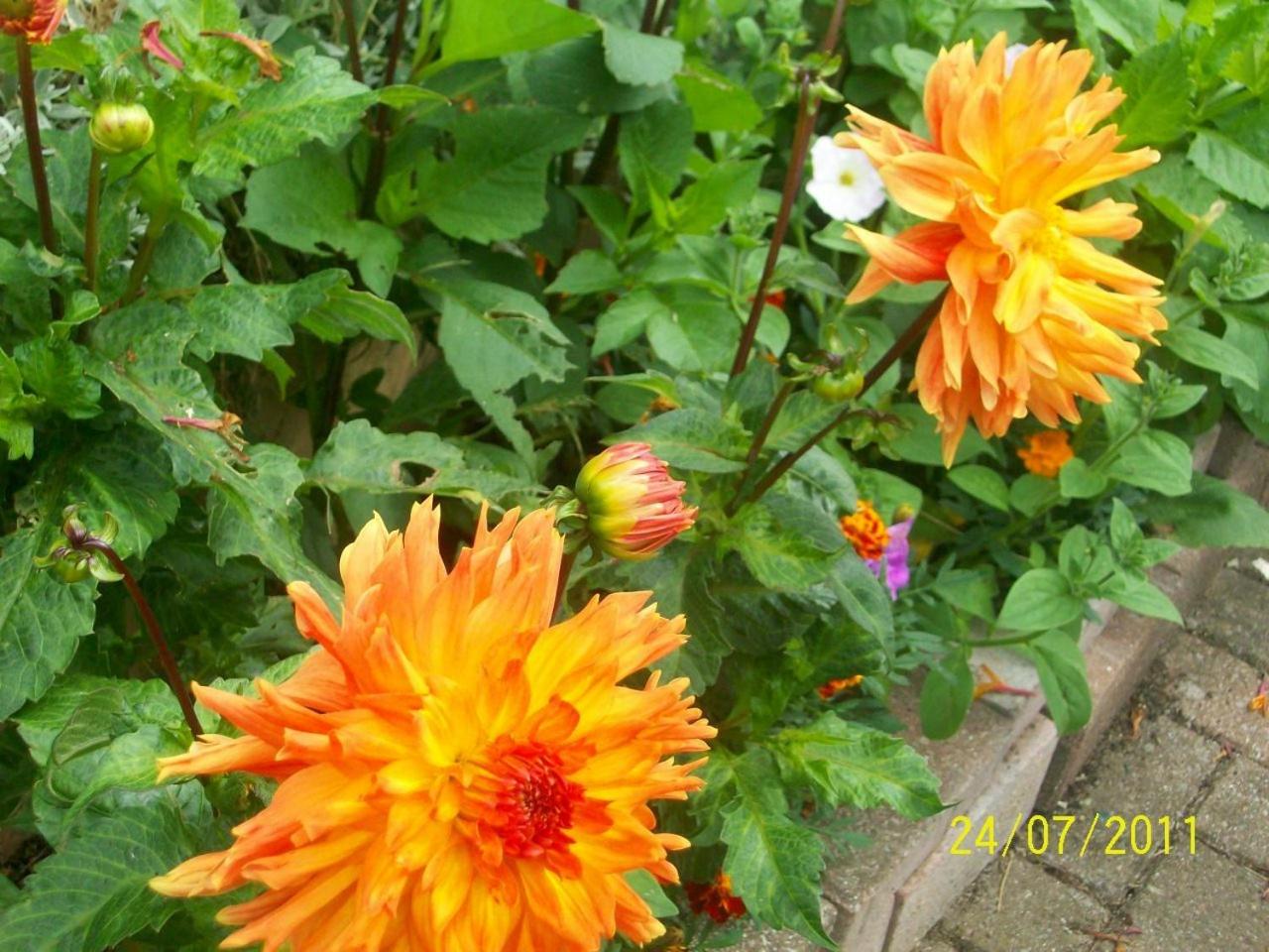 Photo 45
