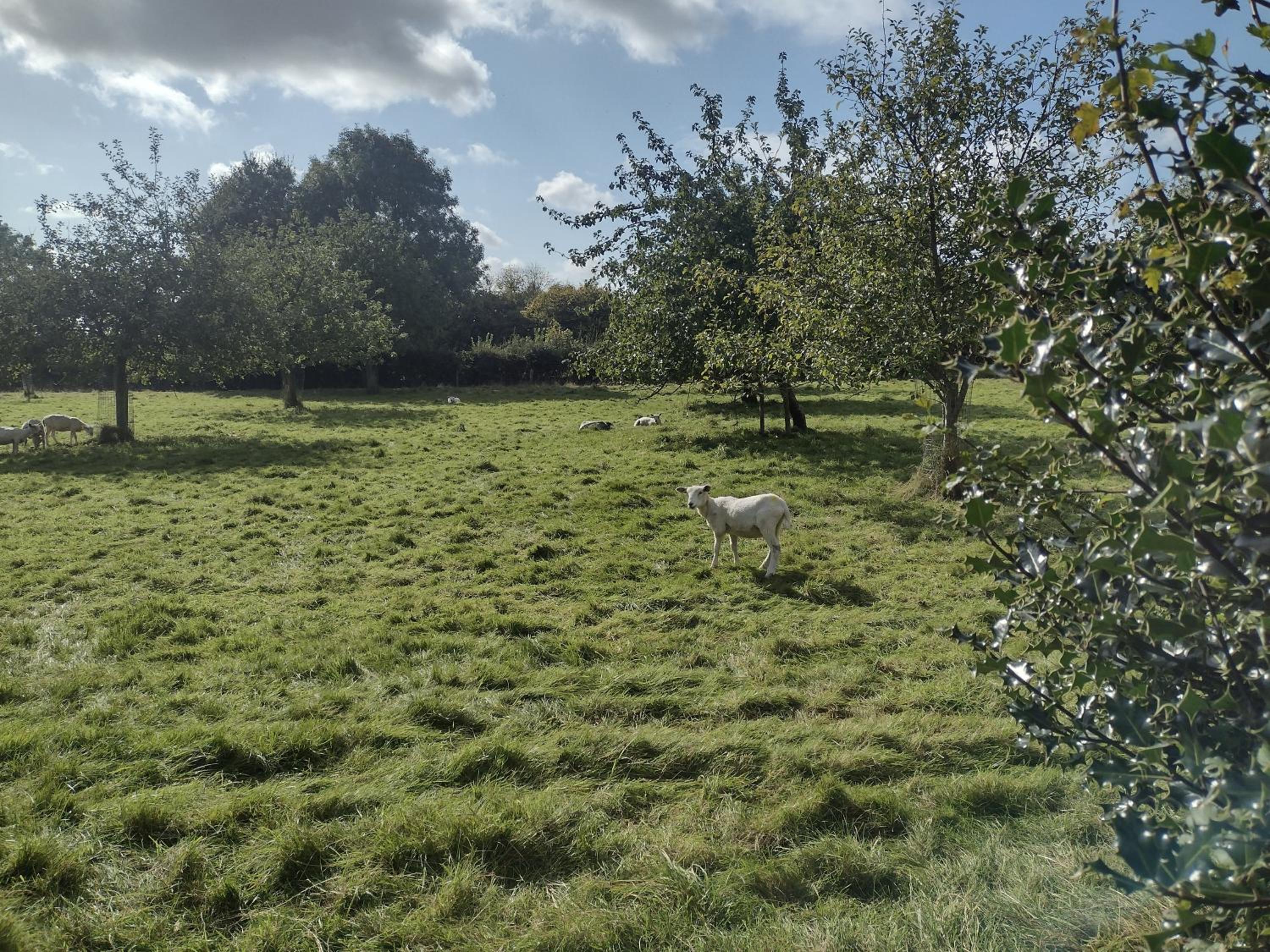 Townsend Orchard