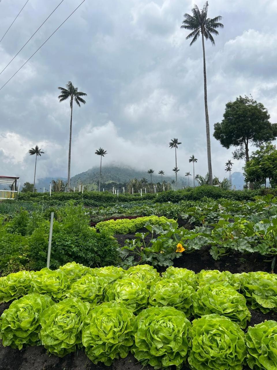 Cabaña Valle del Cocora