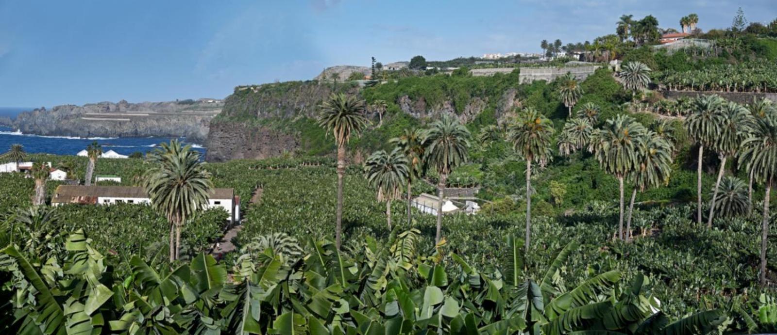 Terrazas Malpaís - El Guincho, Garachico
