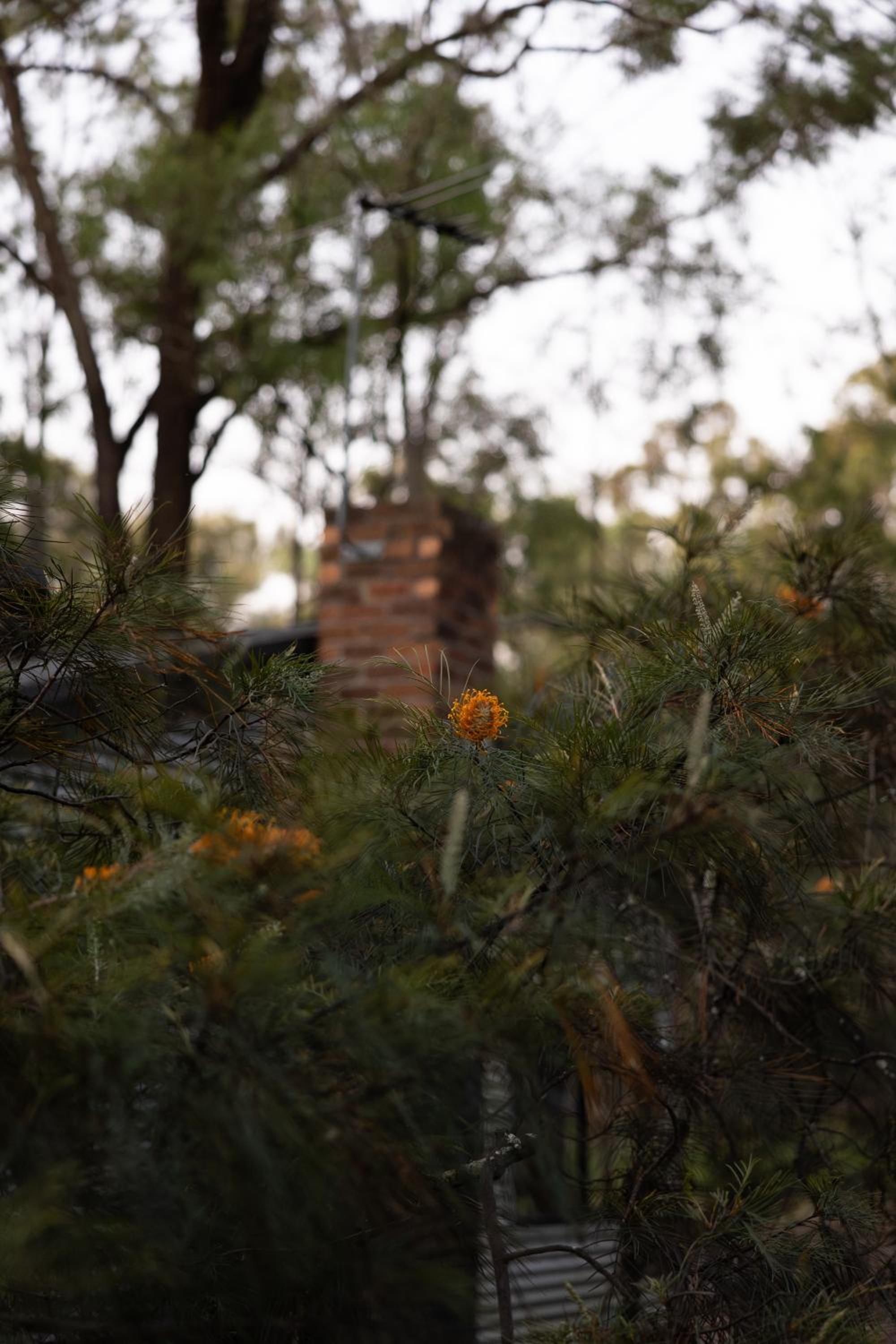Pokolbin Cottages