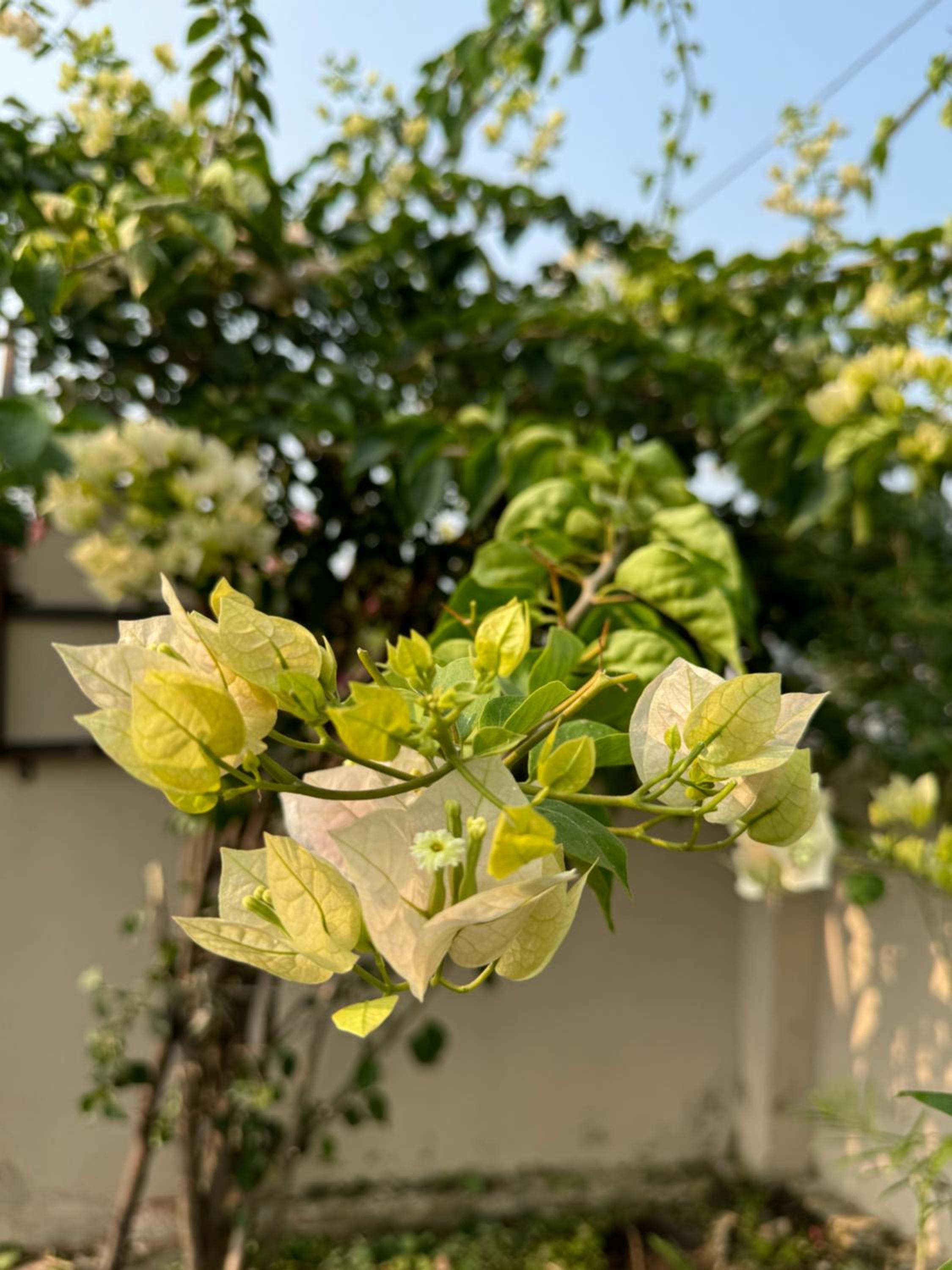 The Bougainvillea Cottage - Private 2BR Farm-Stay with Hill and Orchard Views view 3