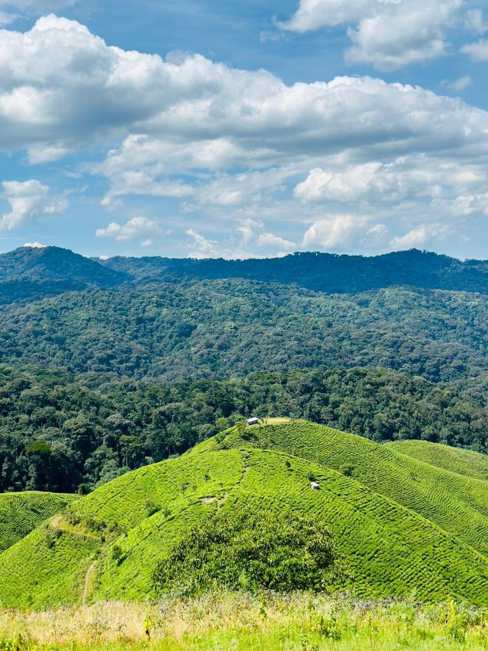 Bwindi Neckview Lodge