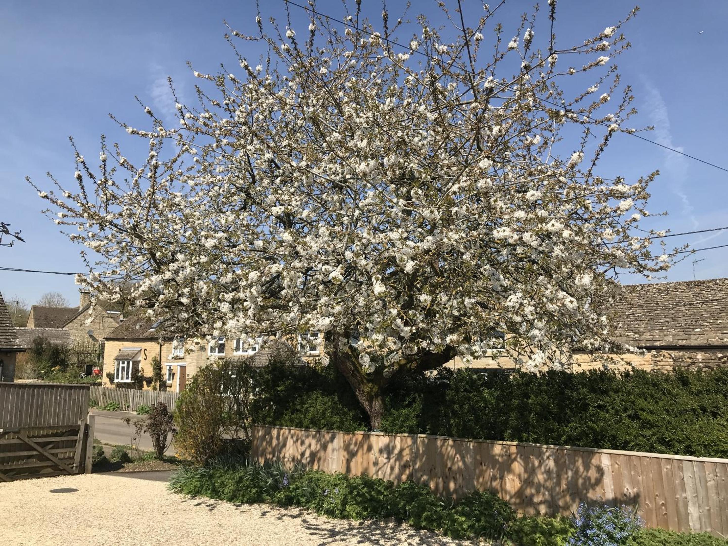 Cherry Tree Cottage