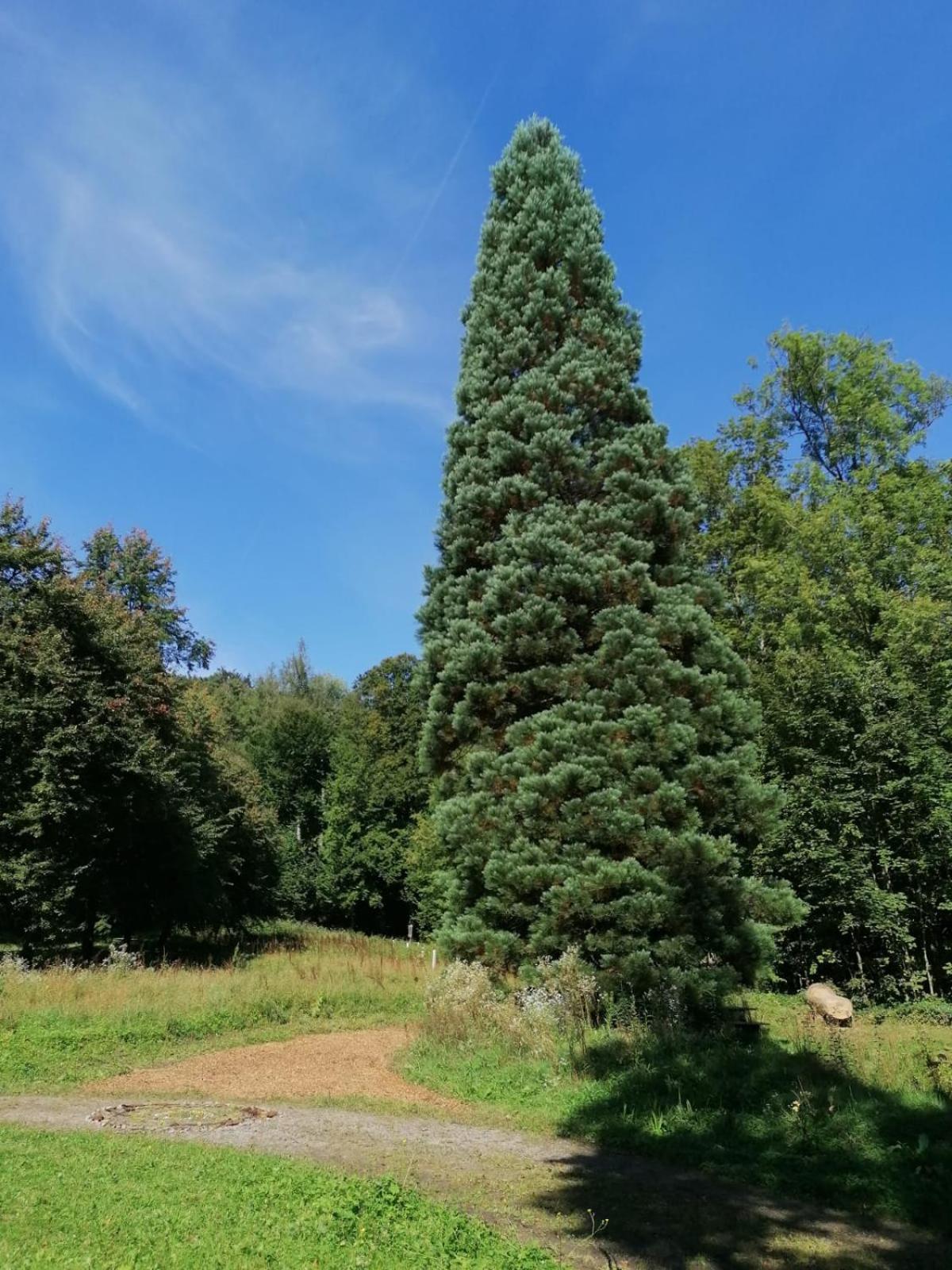Ferienwohnungen Brack in Gaggenau