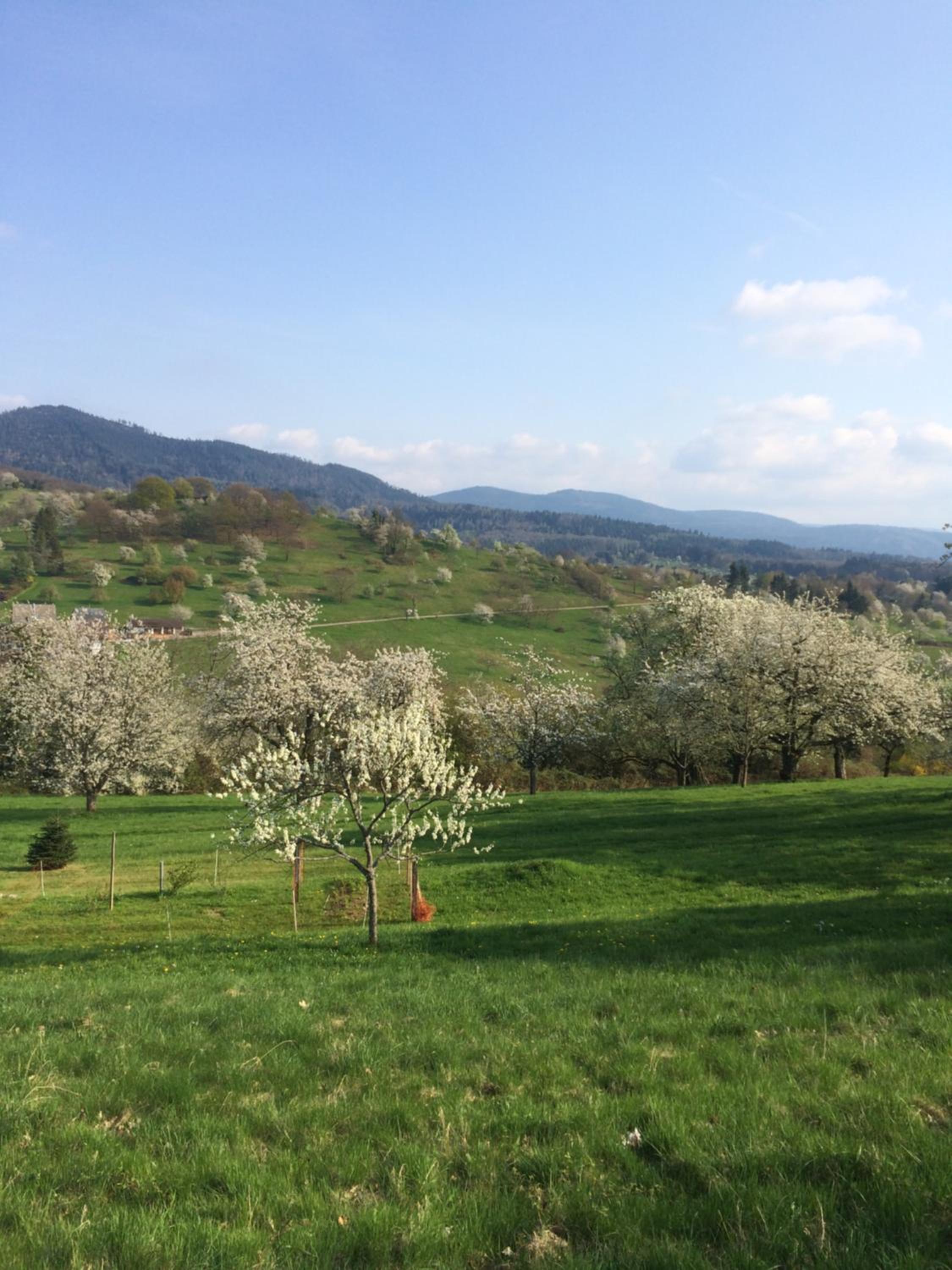 Ferienwohnungen Brack in Gaggenau