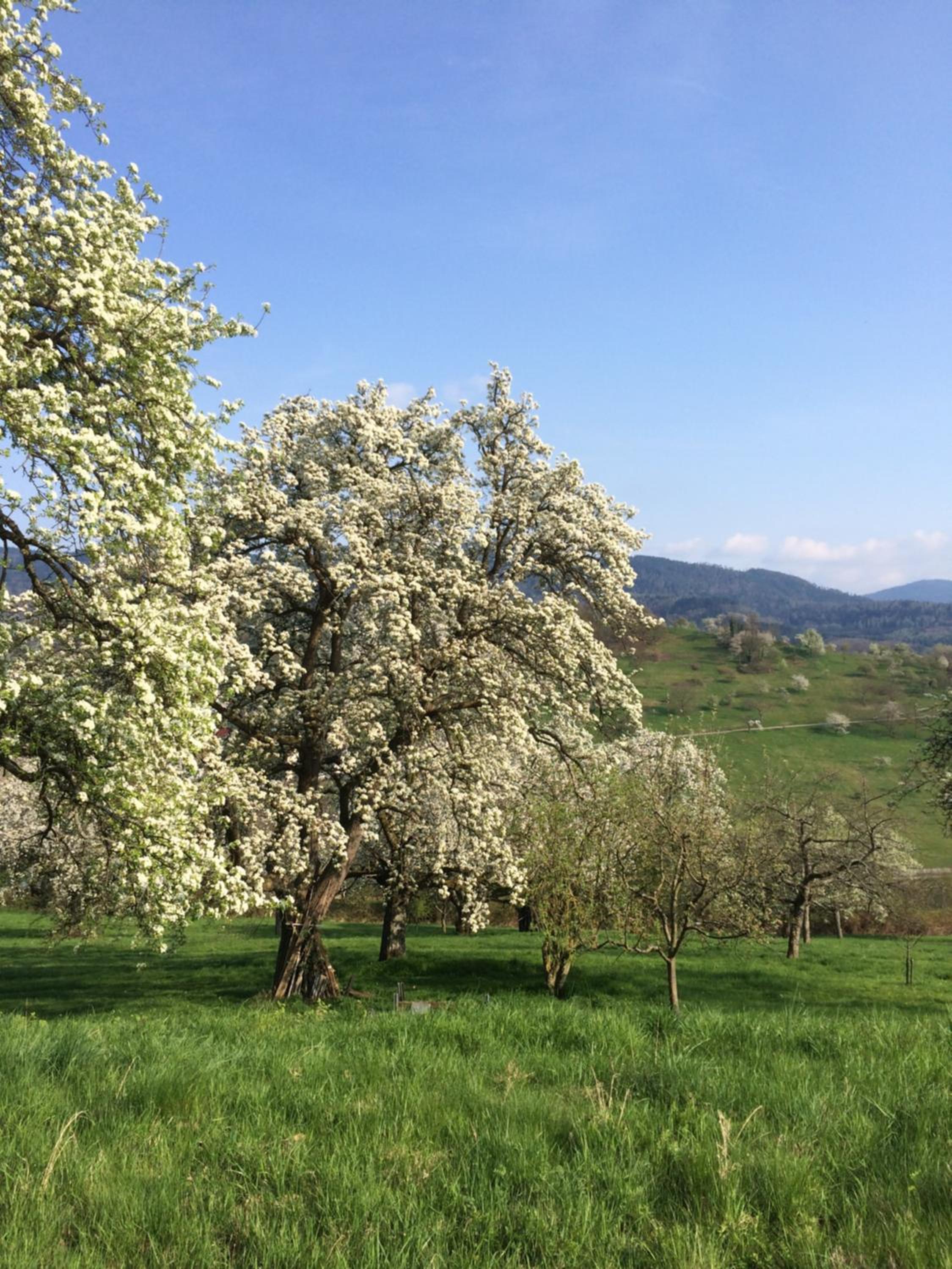 Ferienwohnungen Brack in Gaggenau
