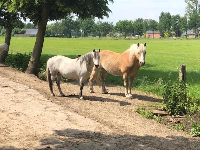 De Specht view 3
