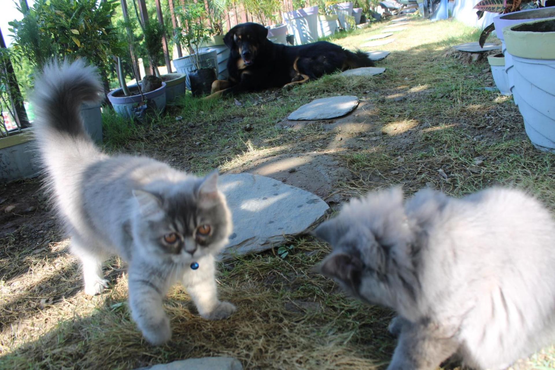 Photo 49