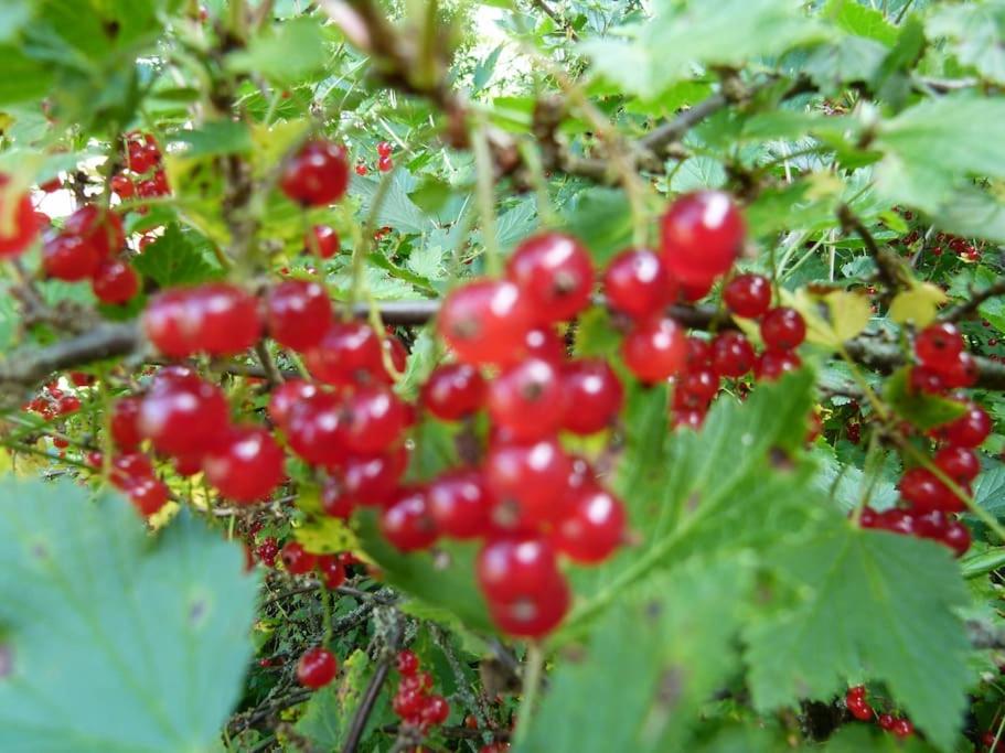 Idyllinen talo lähellä järveä