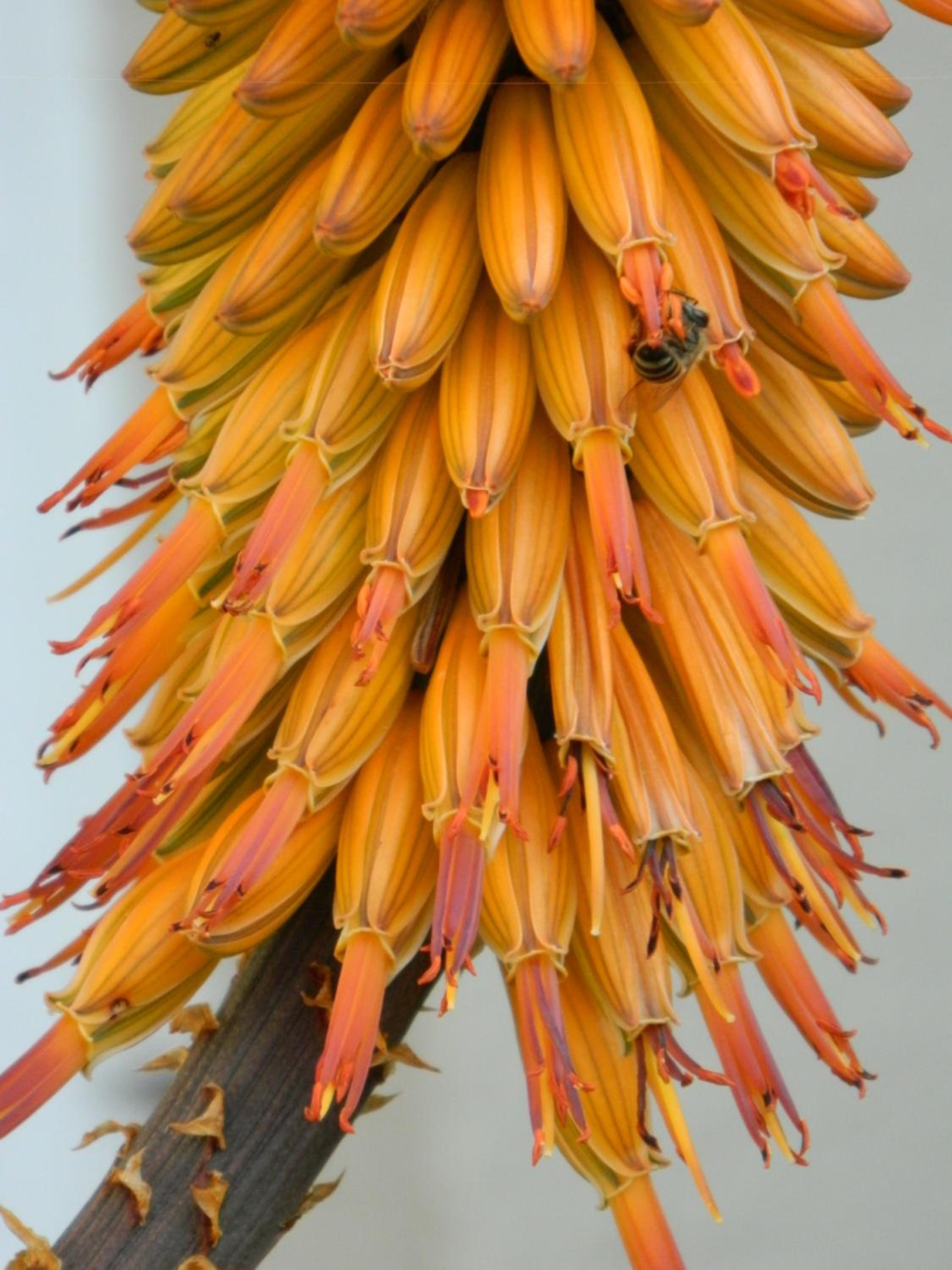 The Aloe Blossom Cottage