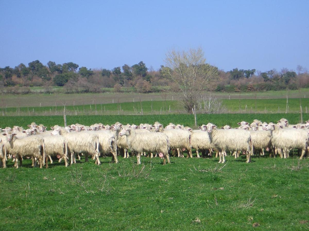 Agriturismo Tenuta Serpepe