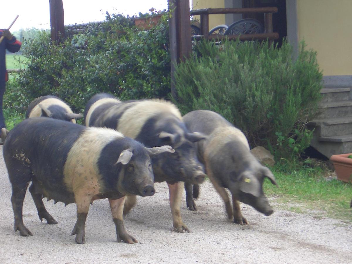 Agriturismo Tenuta Serpepe