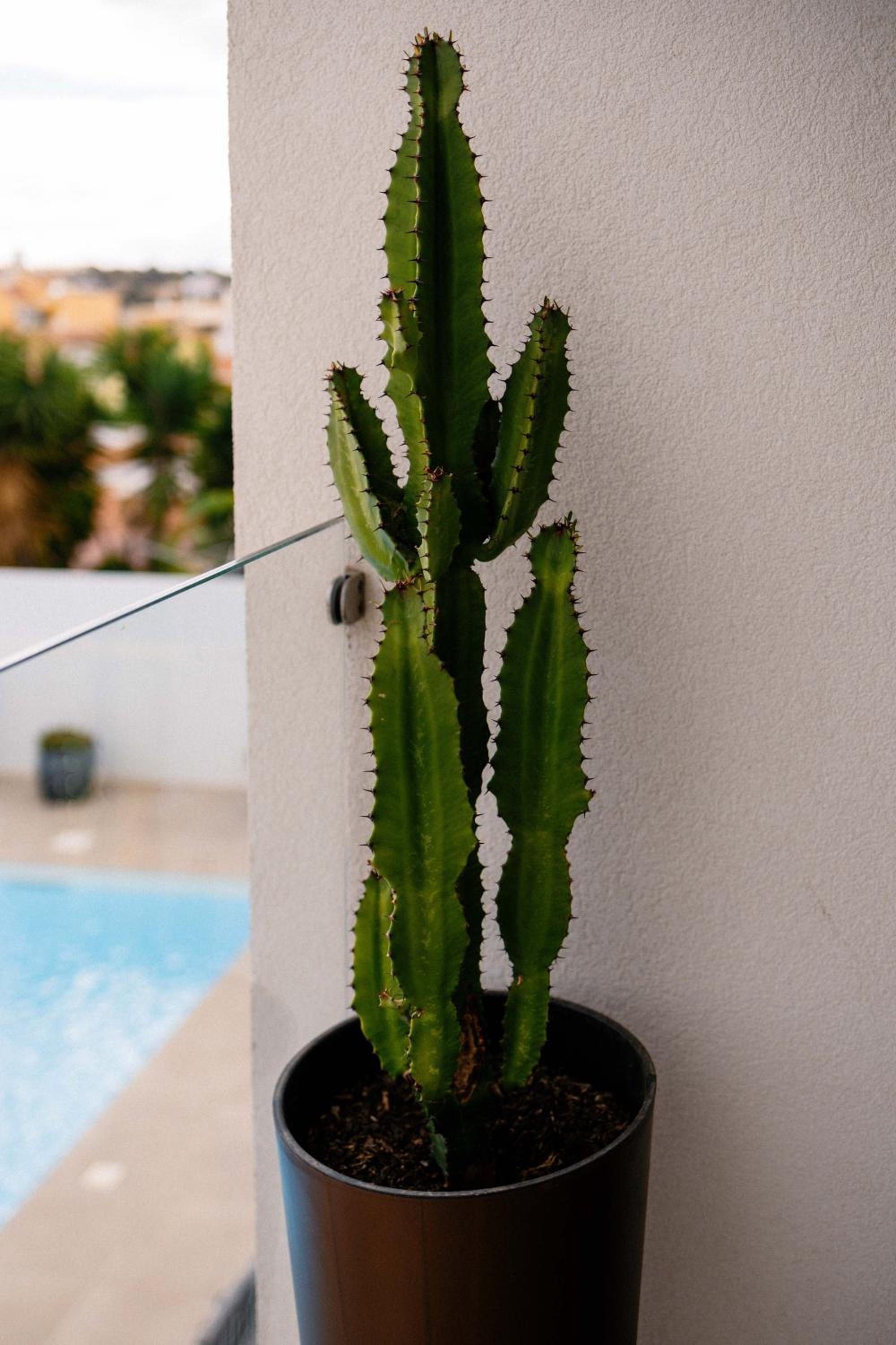Photo 239