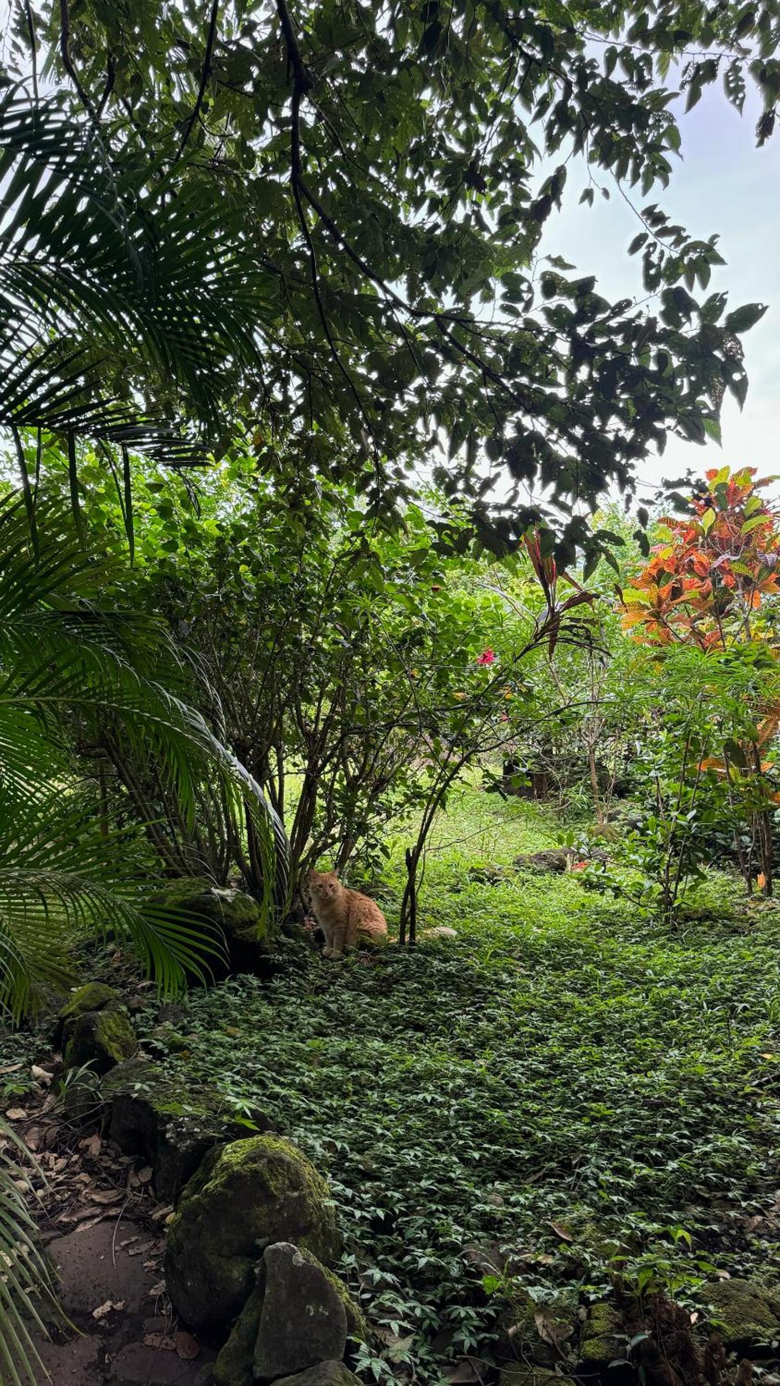 Rustic AC Oasis on Ometepe Island view 2