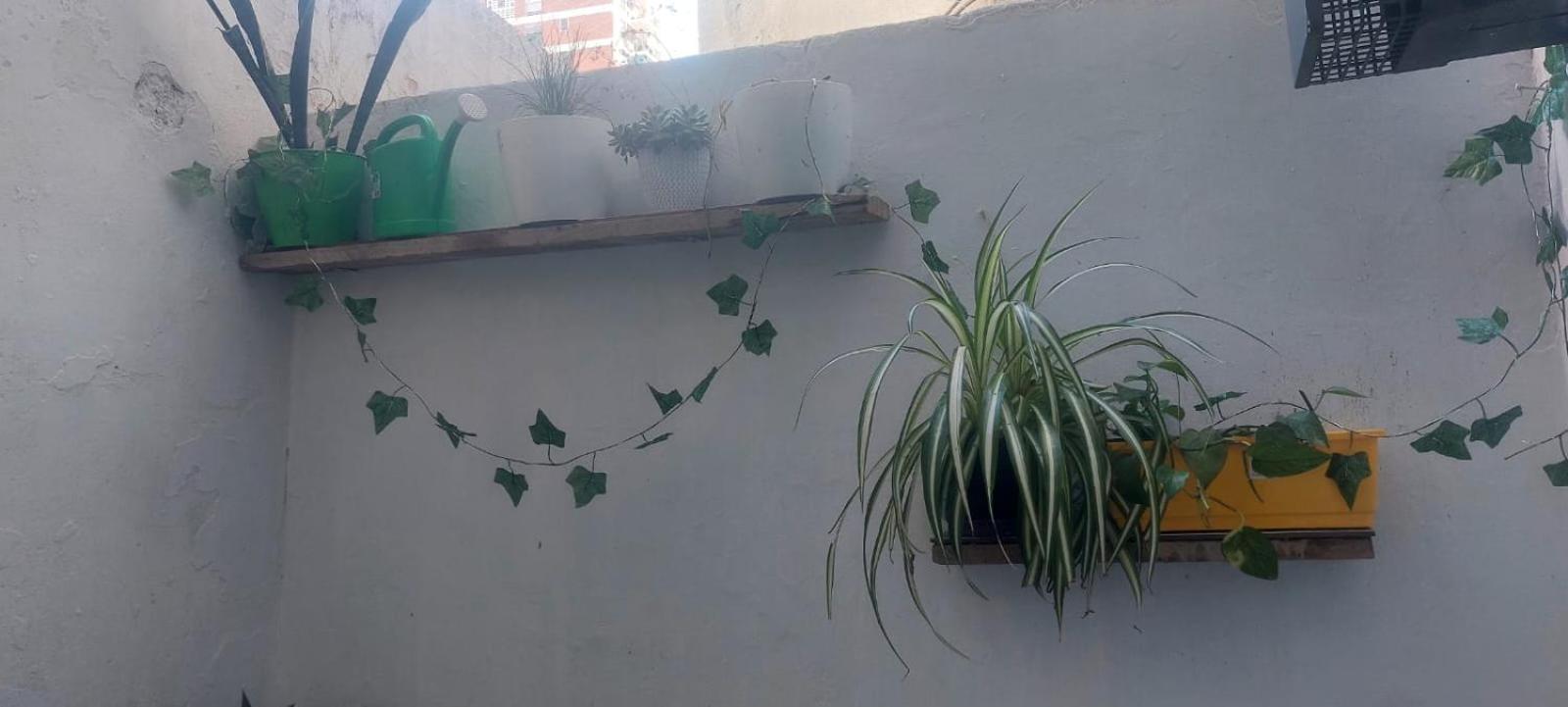 El Corazón del Mono