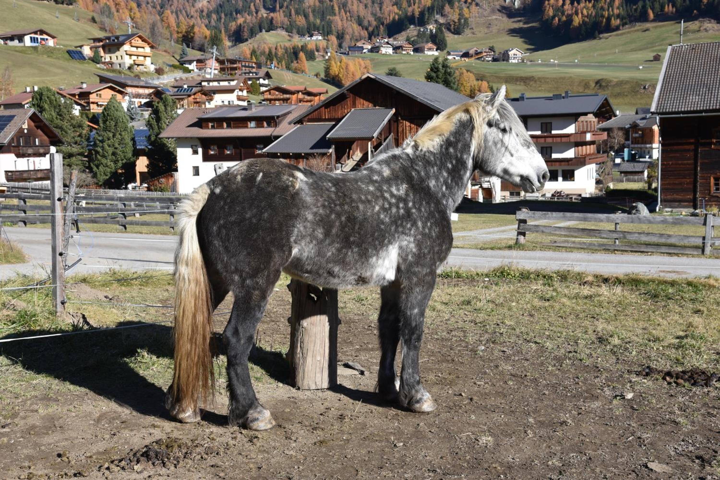 Obenfigerhof