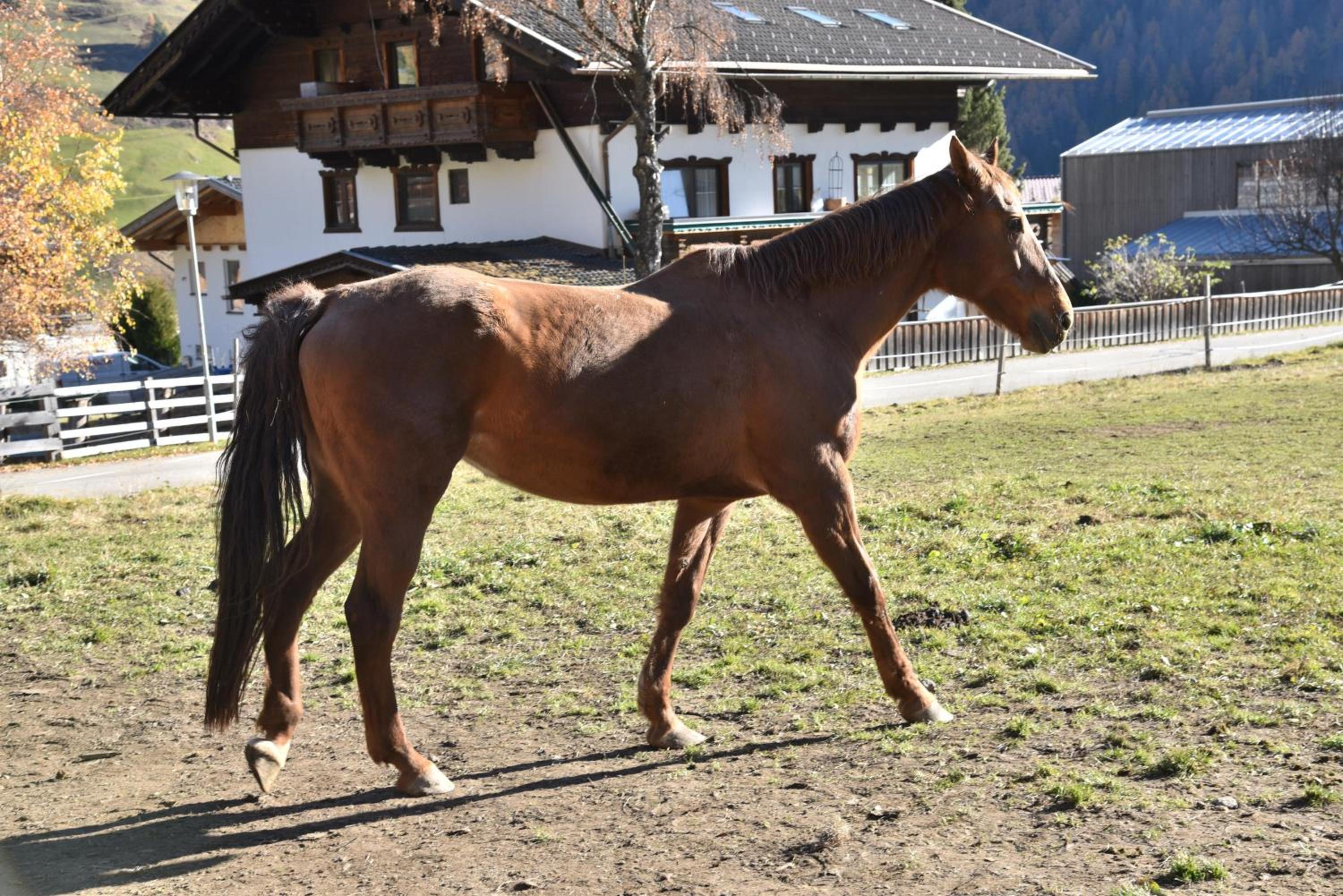 Obenfigerhof