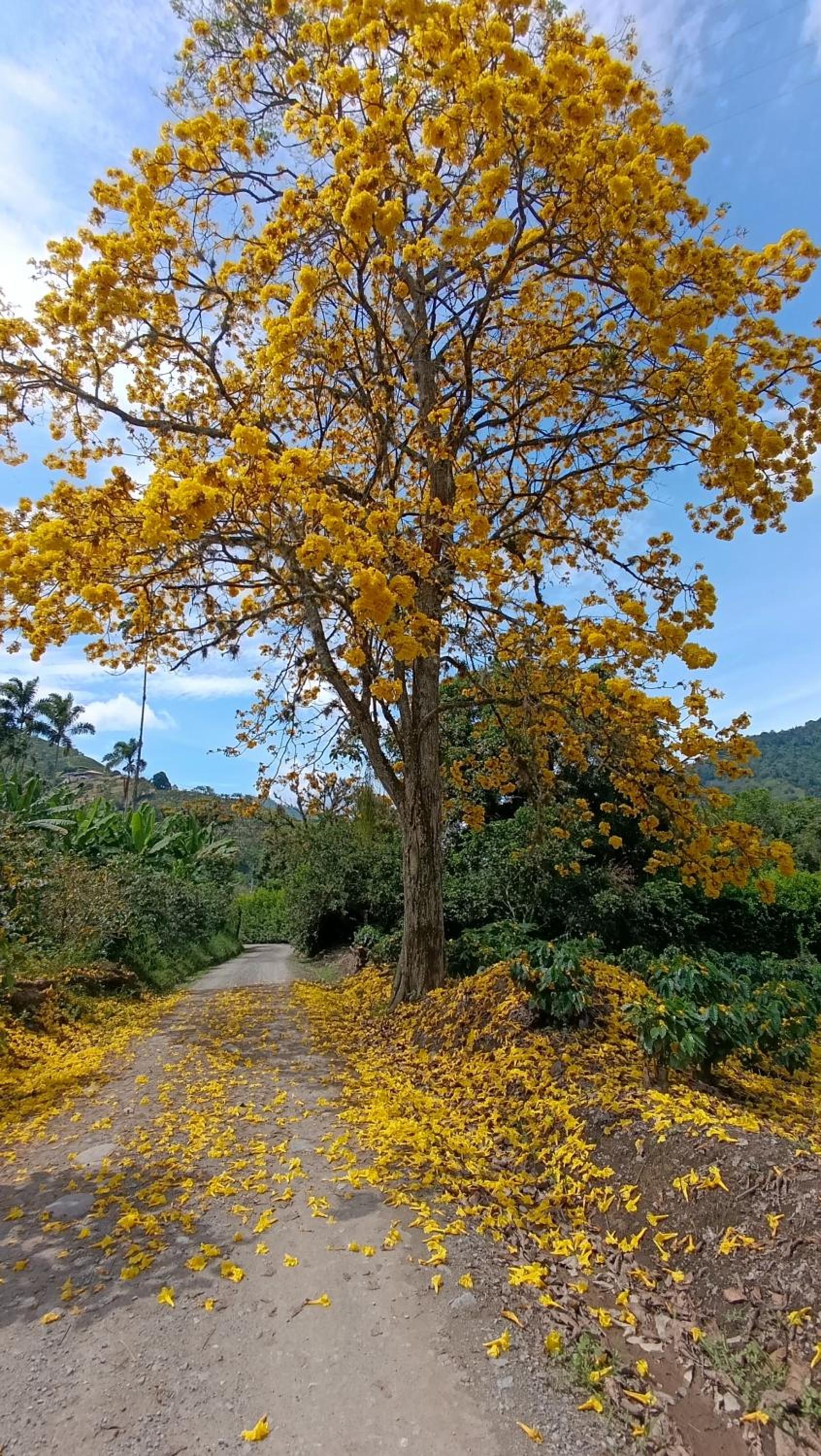 Eco Hotel Guadalupana