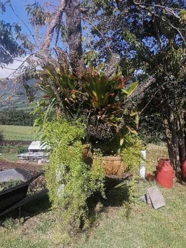 La pradera