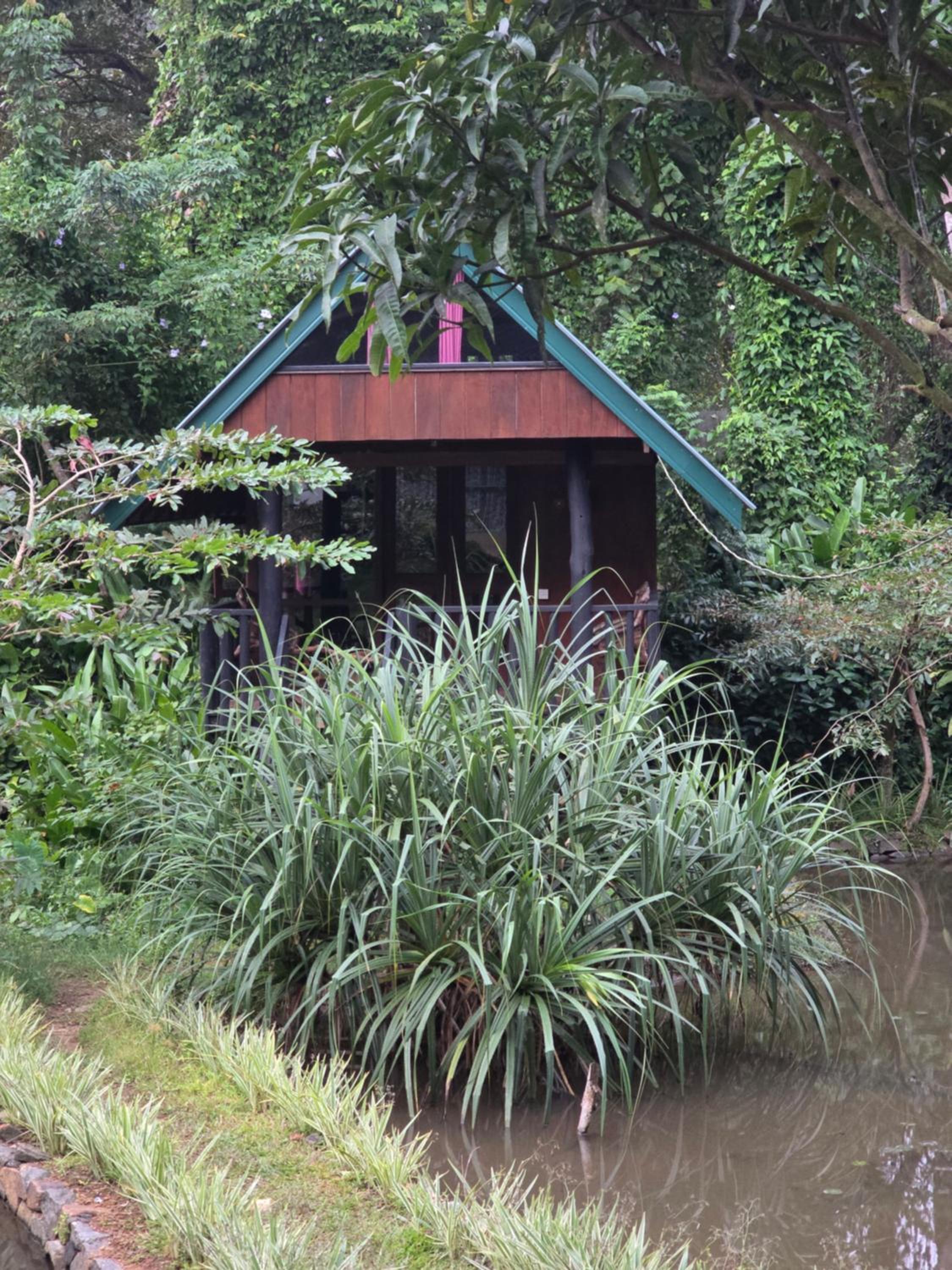 Sinharaja Forest Edge view 4