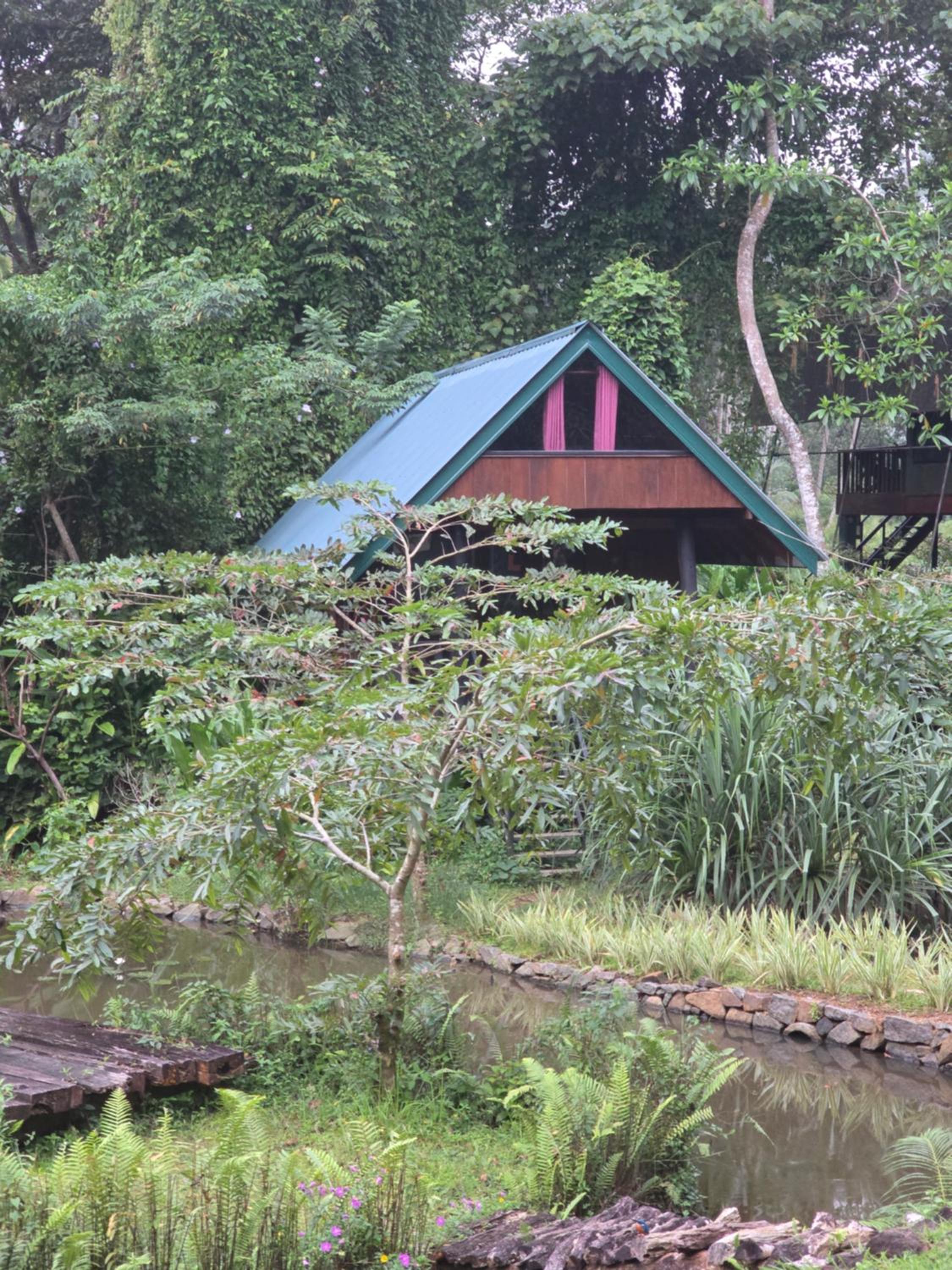 Sinharaja Forest Edge view 3