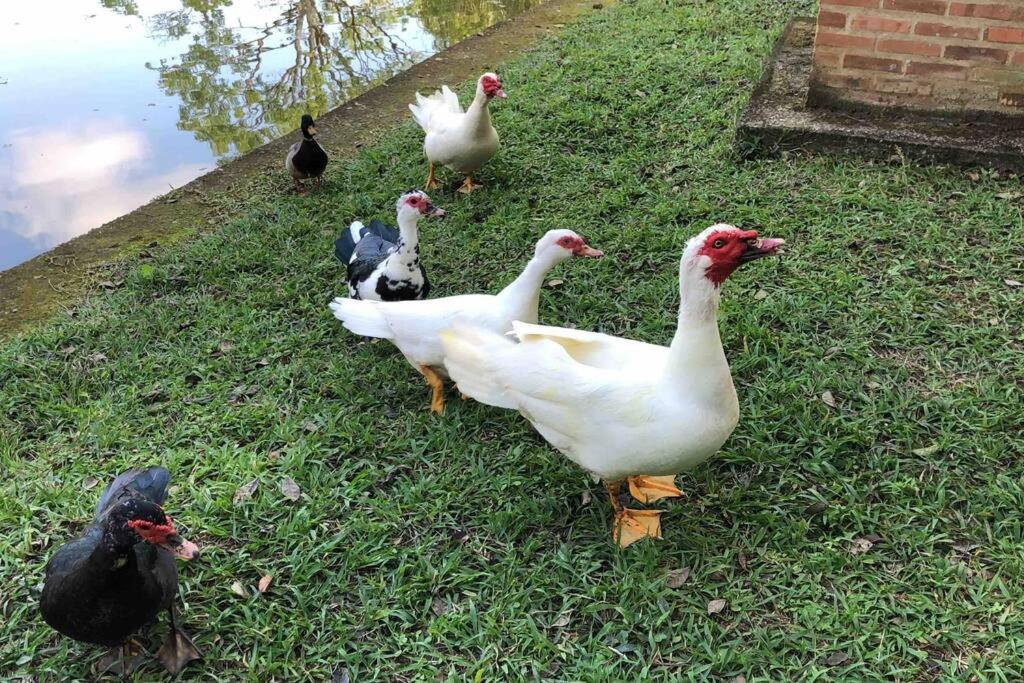 Fazenda São Sebastião - Fazendinha