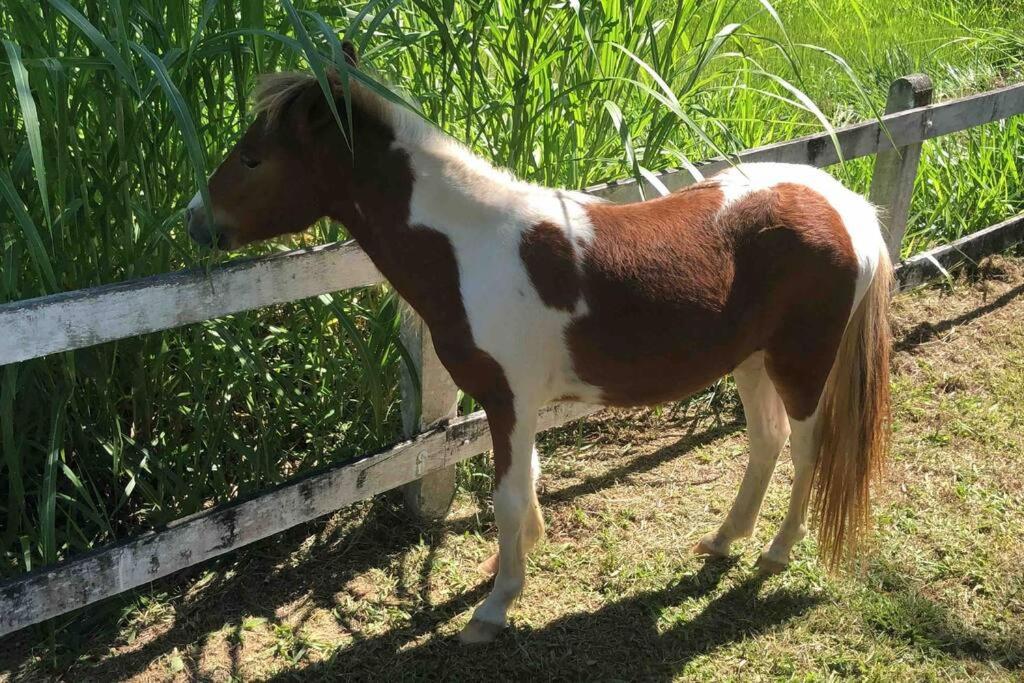 Fazenda São Sebastião - Fazendinha